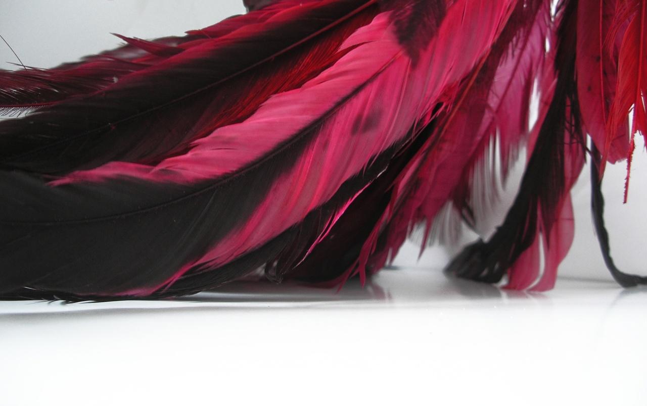 Red feathers wallpaper. Red feathers