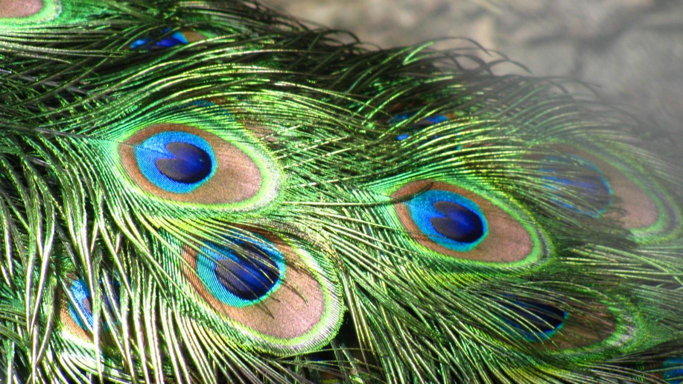 download peacock feathers wallpaper free desktop free peacock