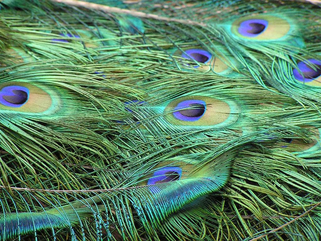 Download Peacock Feathers Wallpaper Desktop Background Photo
