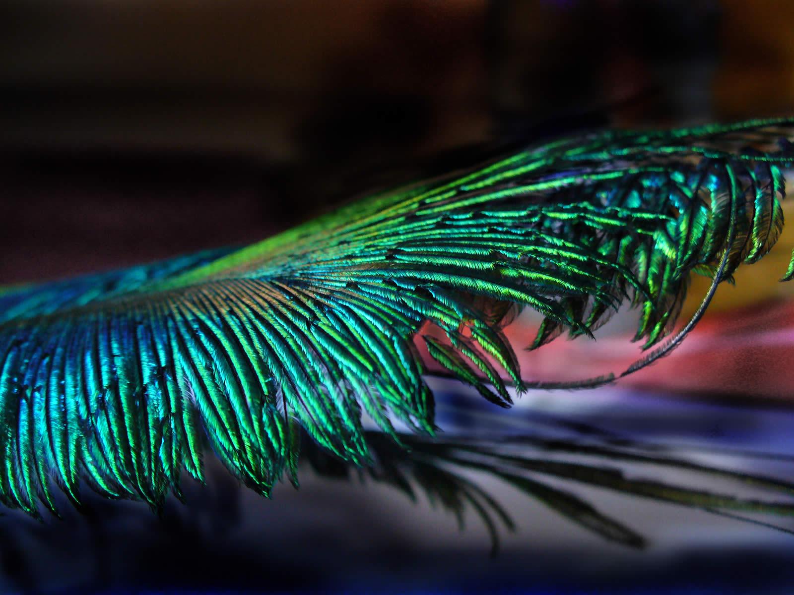 Peacock Feather Wallpaper Wallpaper Collections