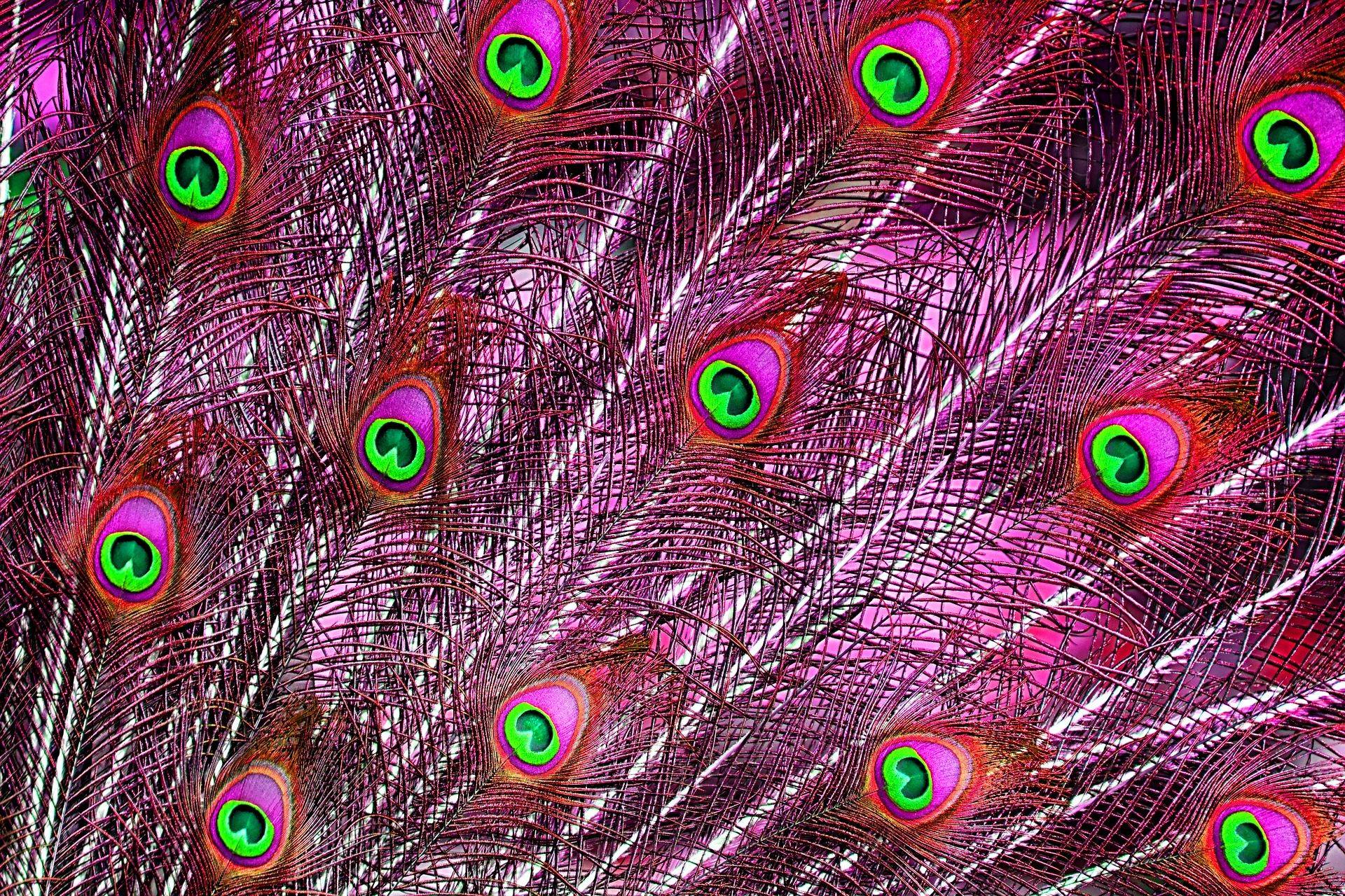 Peacock Feathers Wallpaper Free HD Download
