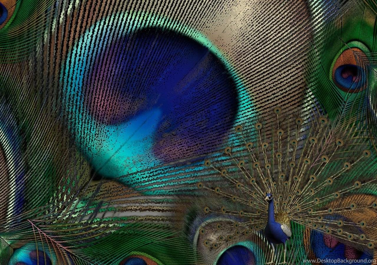 Peacock Feathers Wallpaper Desktop Background
