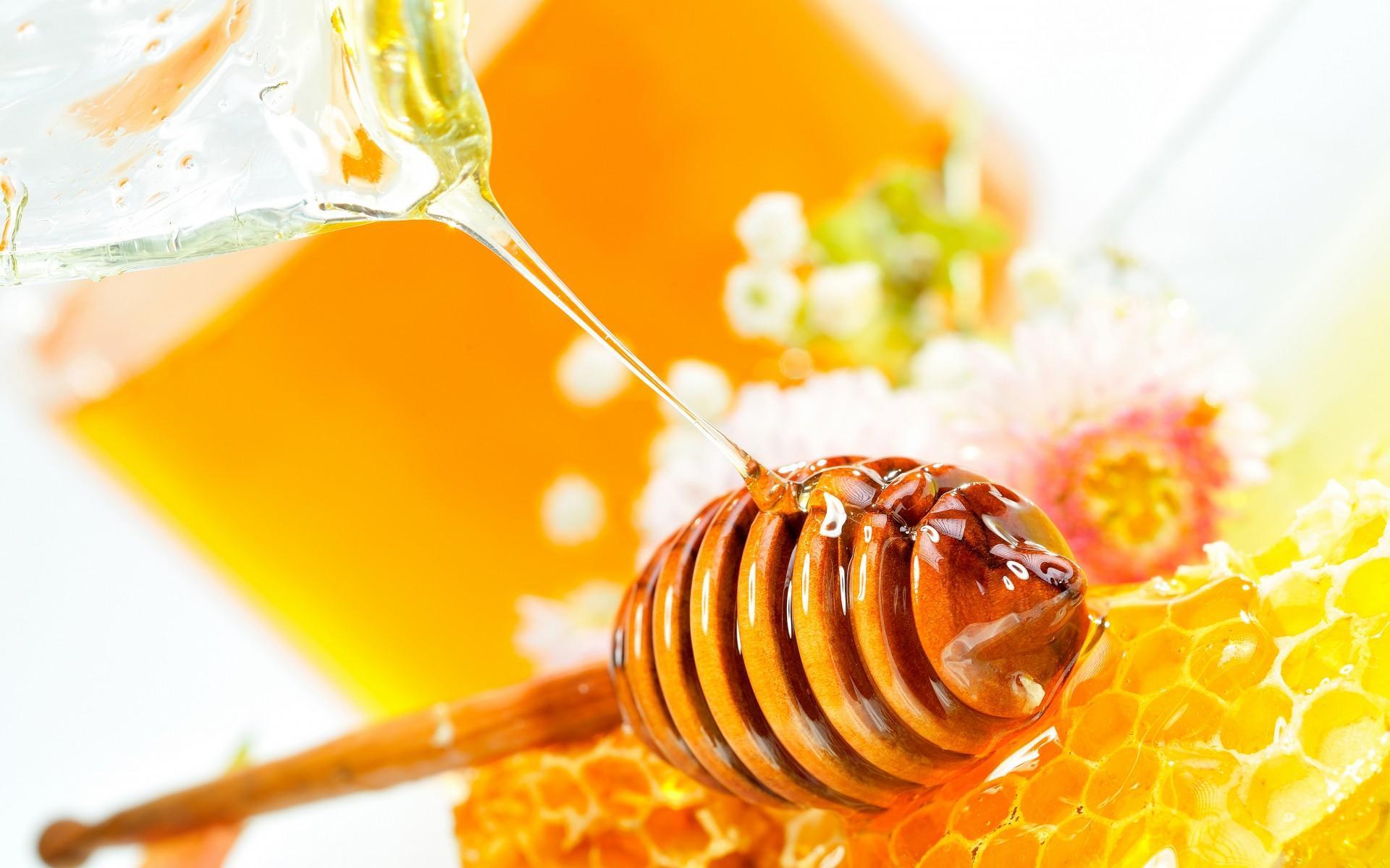 Honey Bee Wallpaper 43423 - Baltana