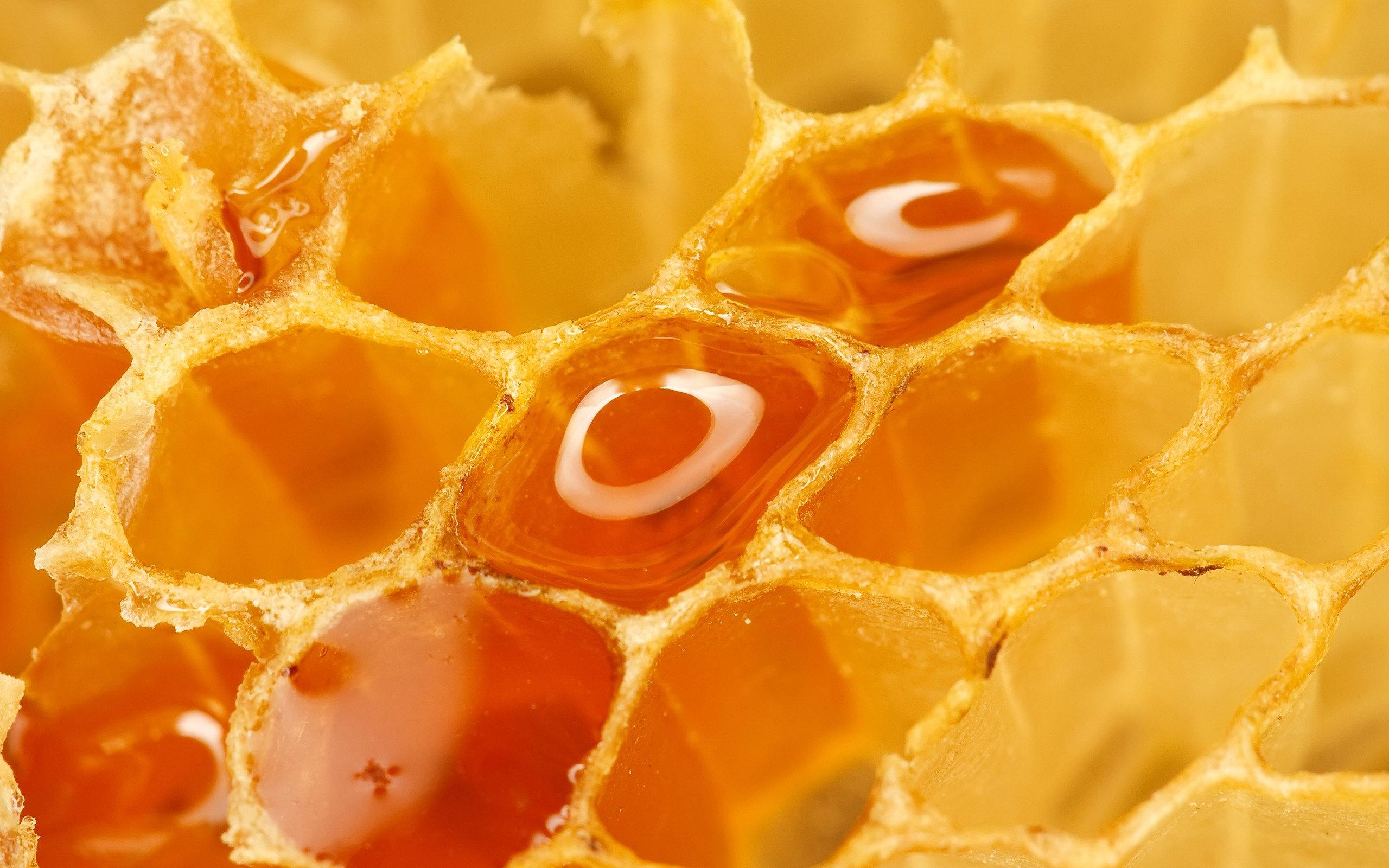 Honey wallpaper HD for desktop background