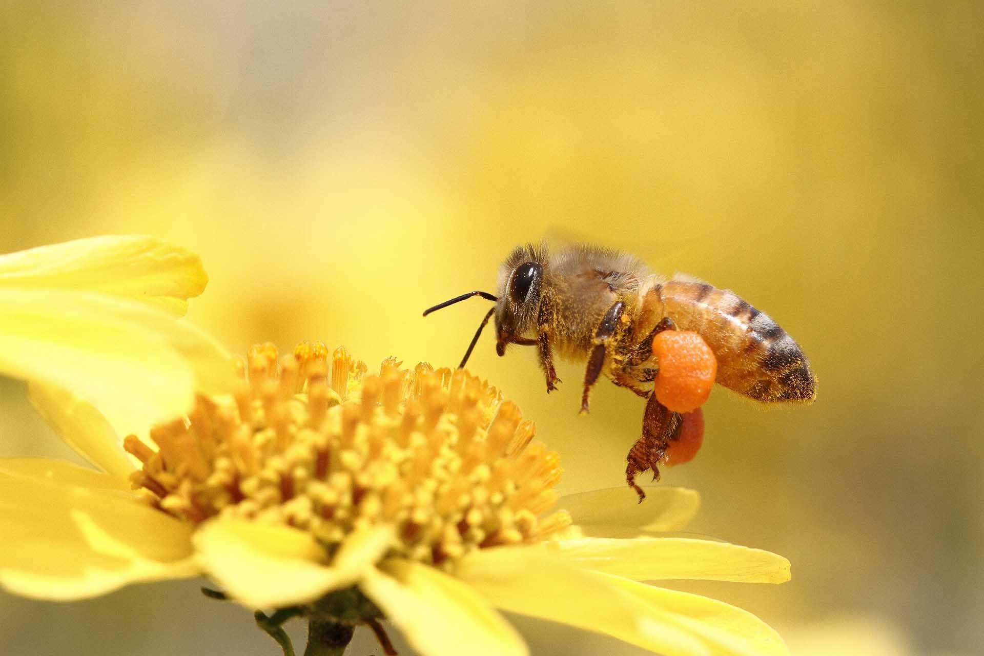 Honey Bee HD wallpaper 2