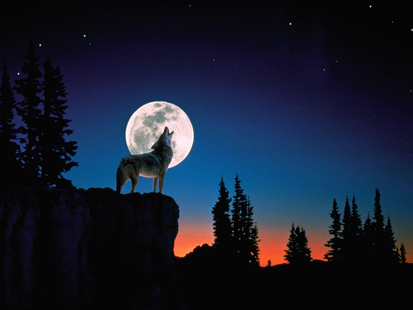 wolf howling at night wallpaper