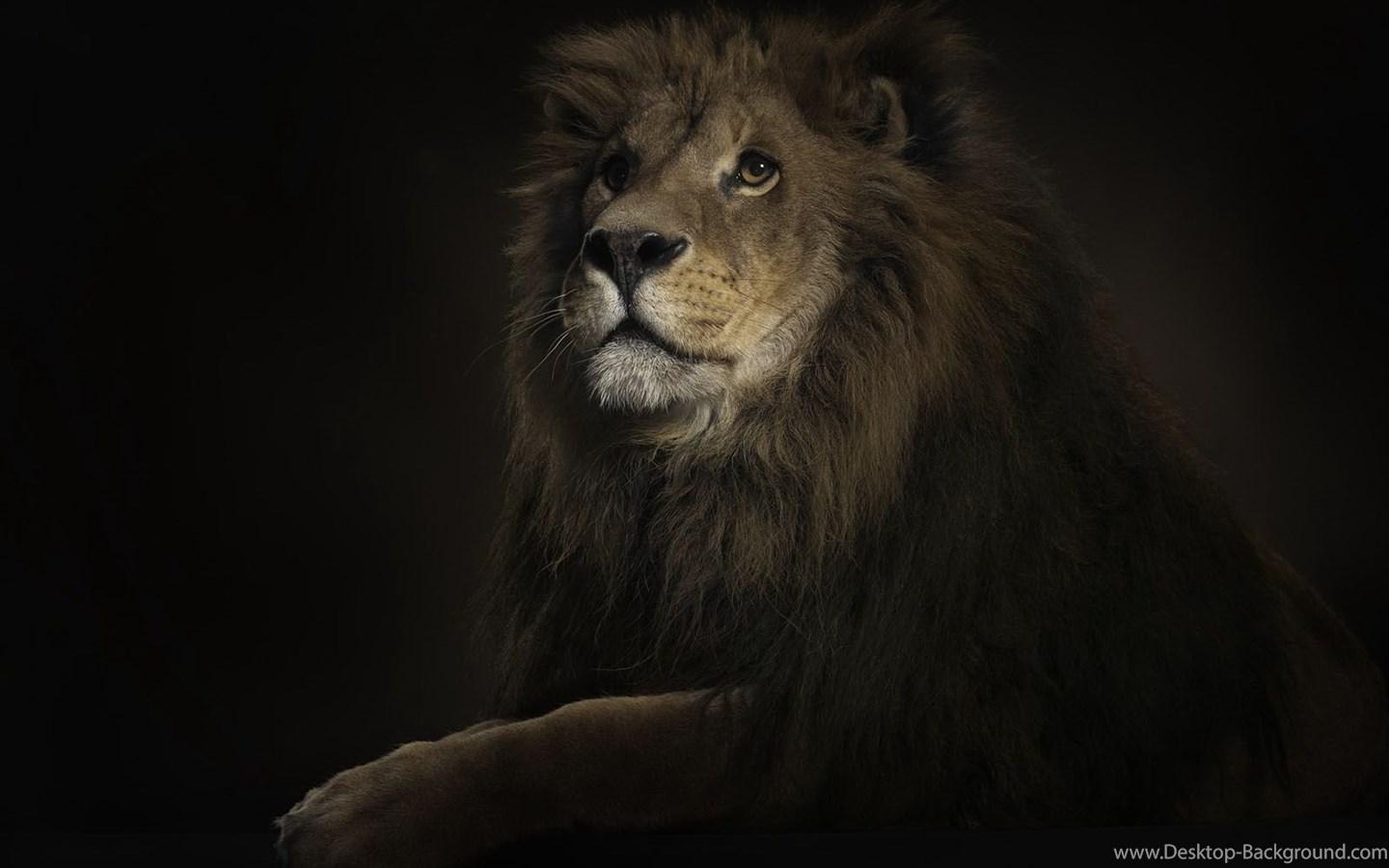 Leo Wallpaper Desktop Background