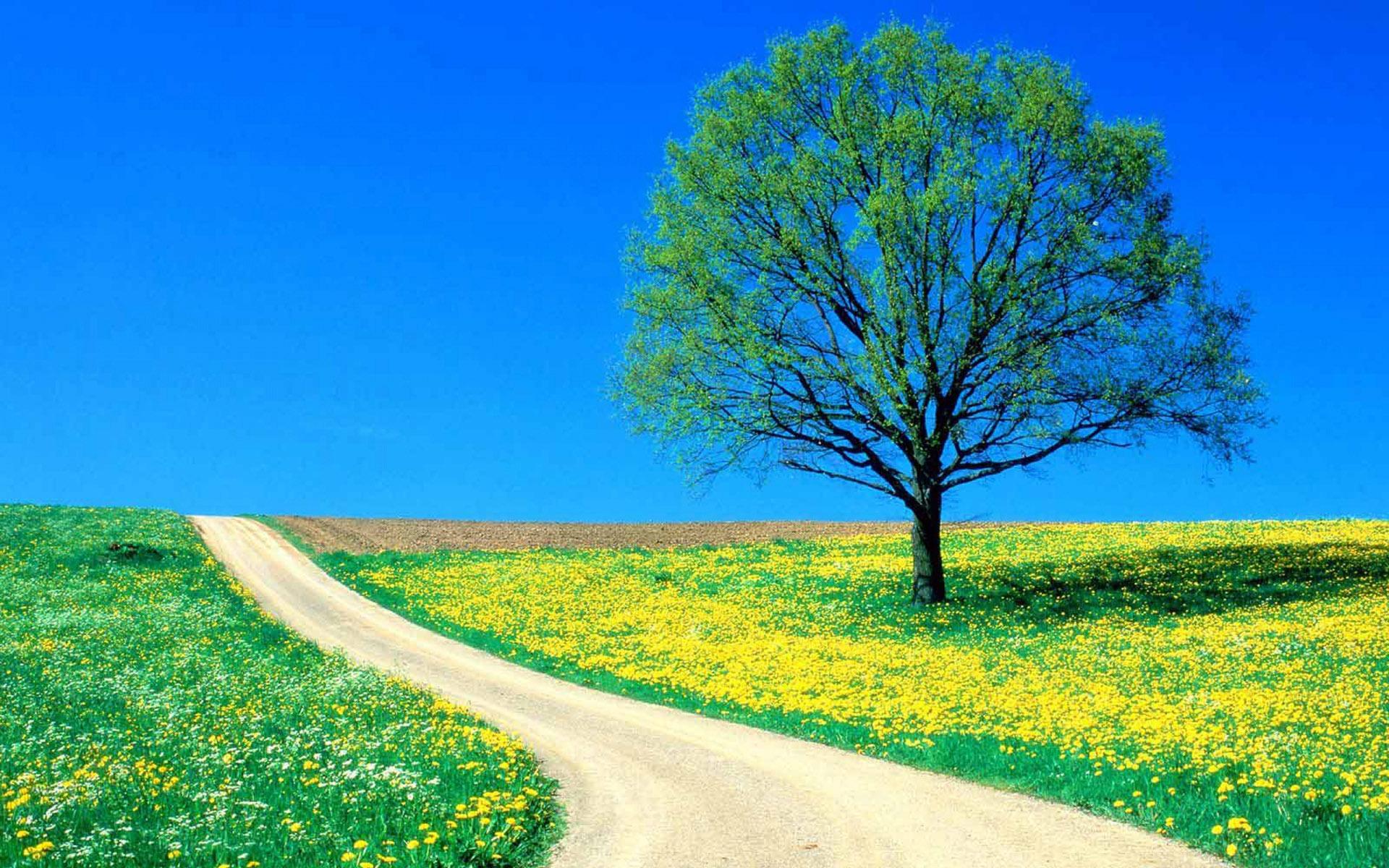 Sunny Hills wallpaper. Sunny Hills