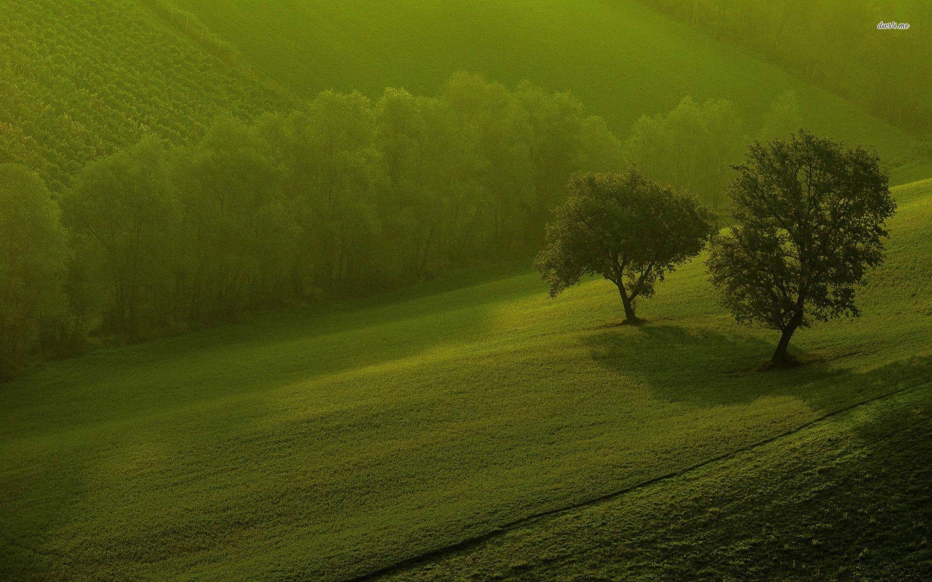 Green Hills Wallpaper background picture
