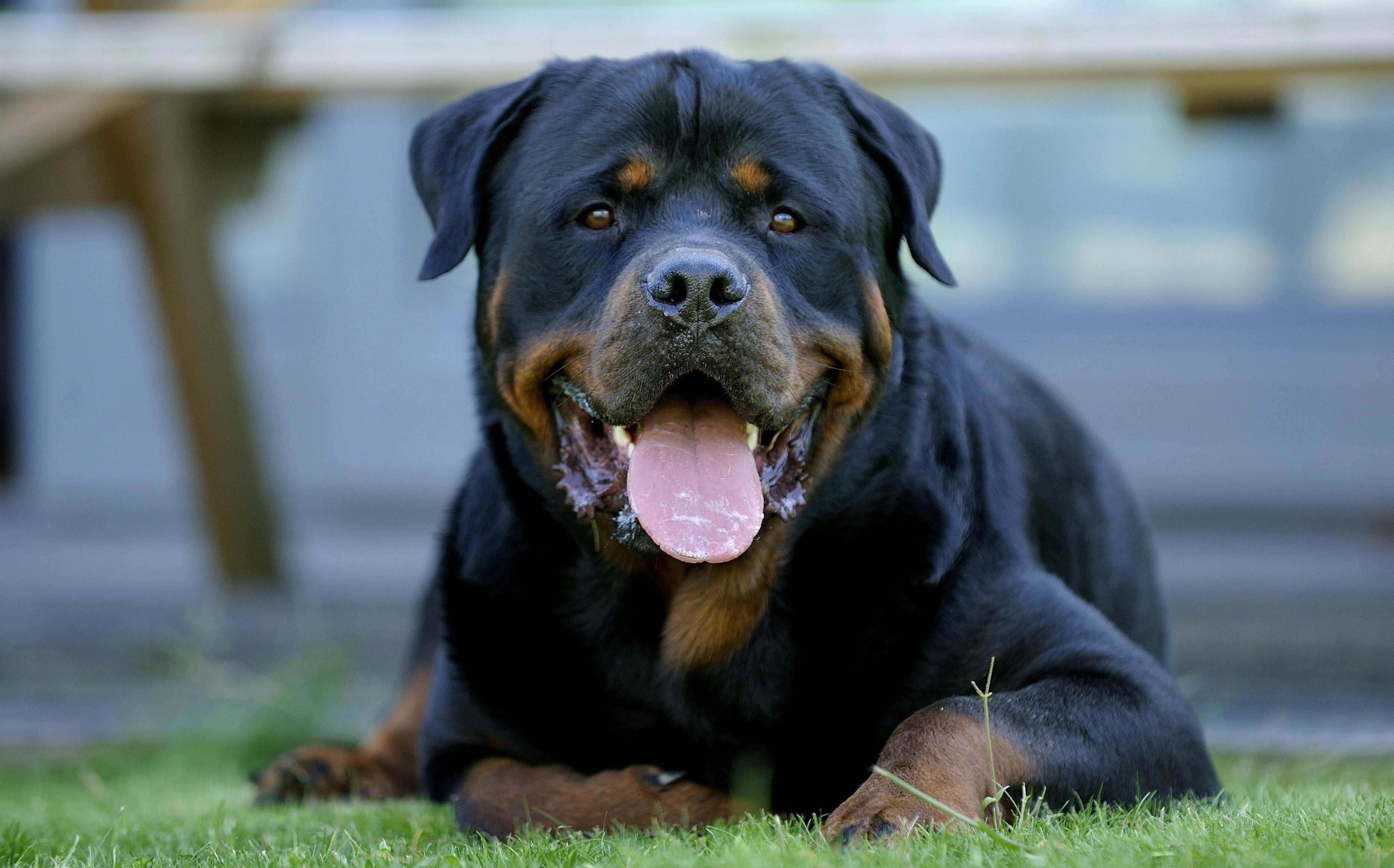 Rottweiler Wallpaper, Picture, Image