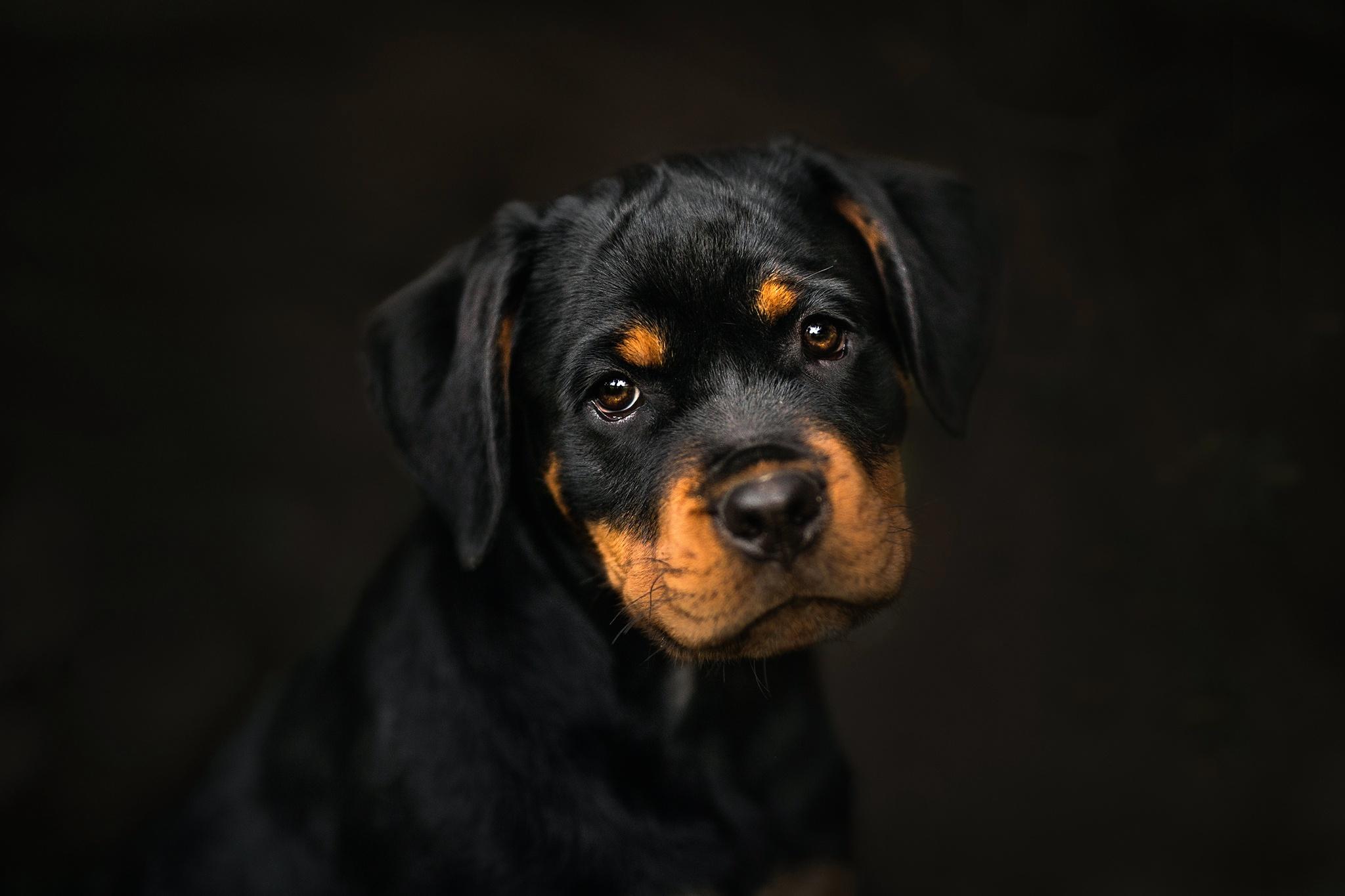 Rottweiler Puppy HD Wallpaper