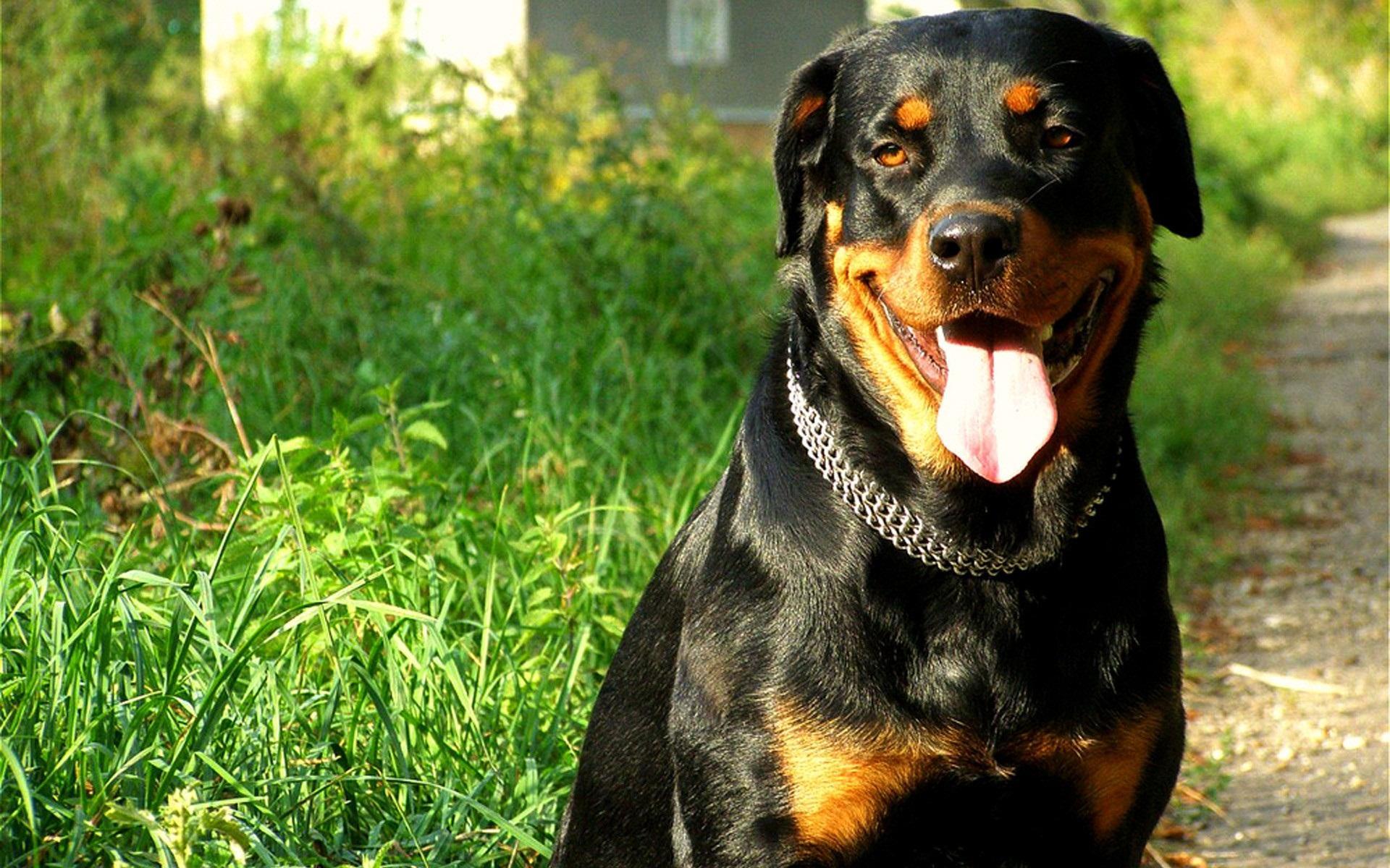 Rottweiler Wallpaper Android Apps on Google Play 1920x1200