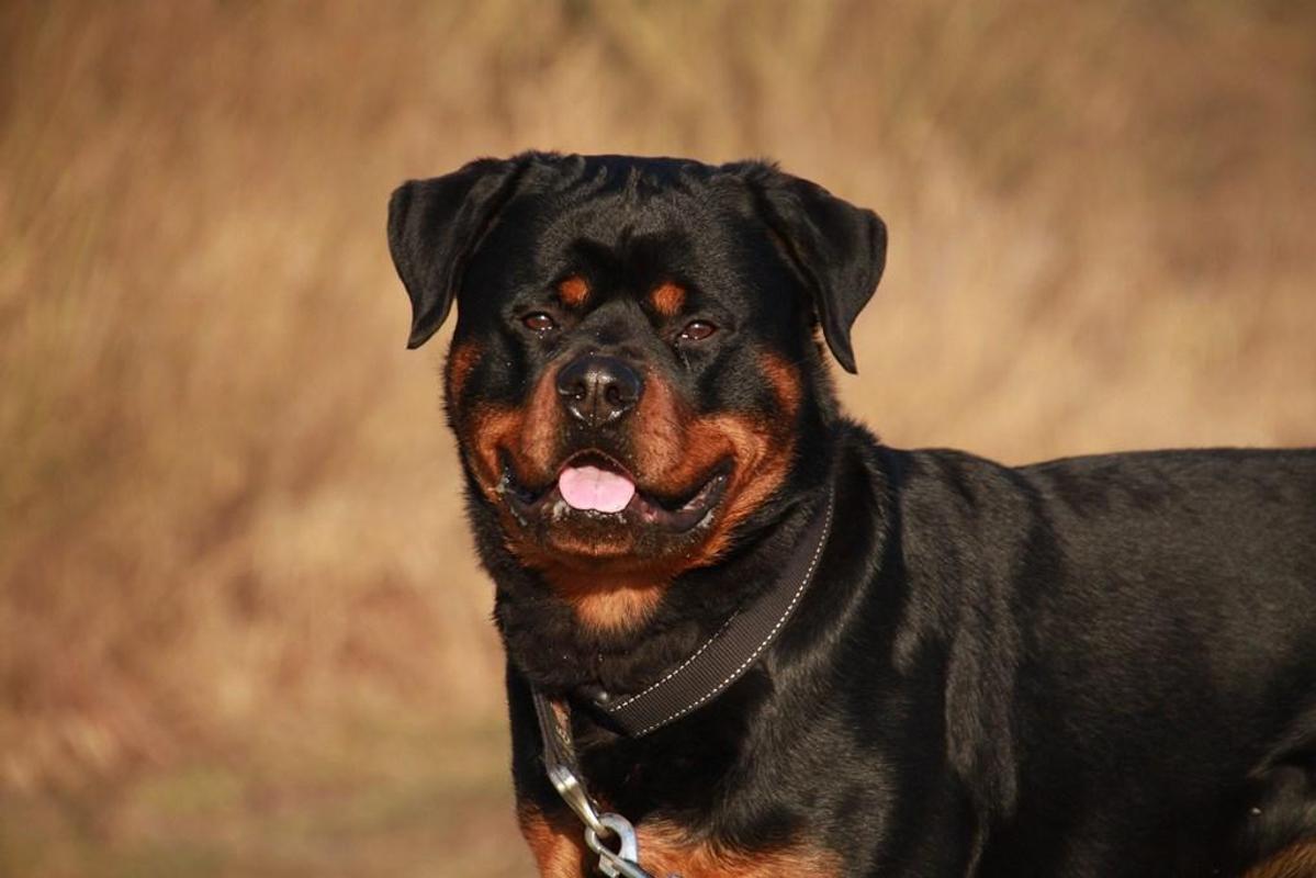 Rottweiler Wallpaper for Android