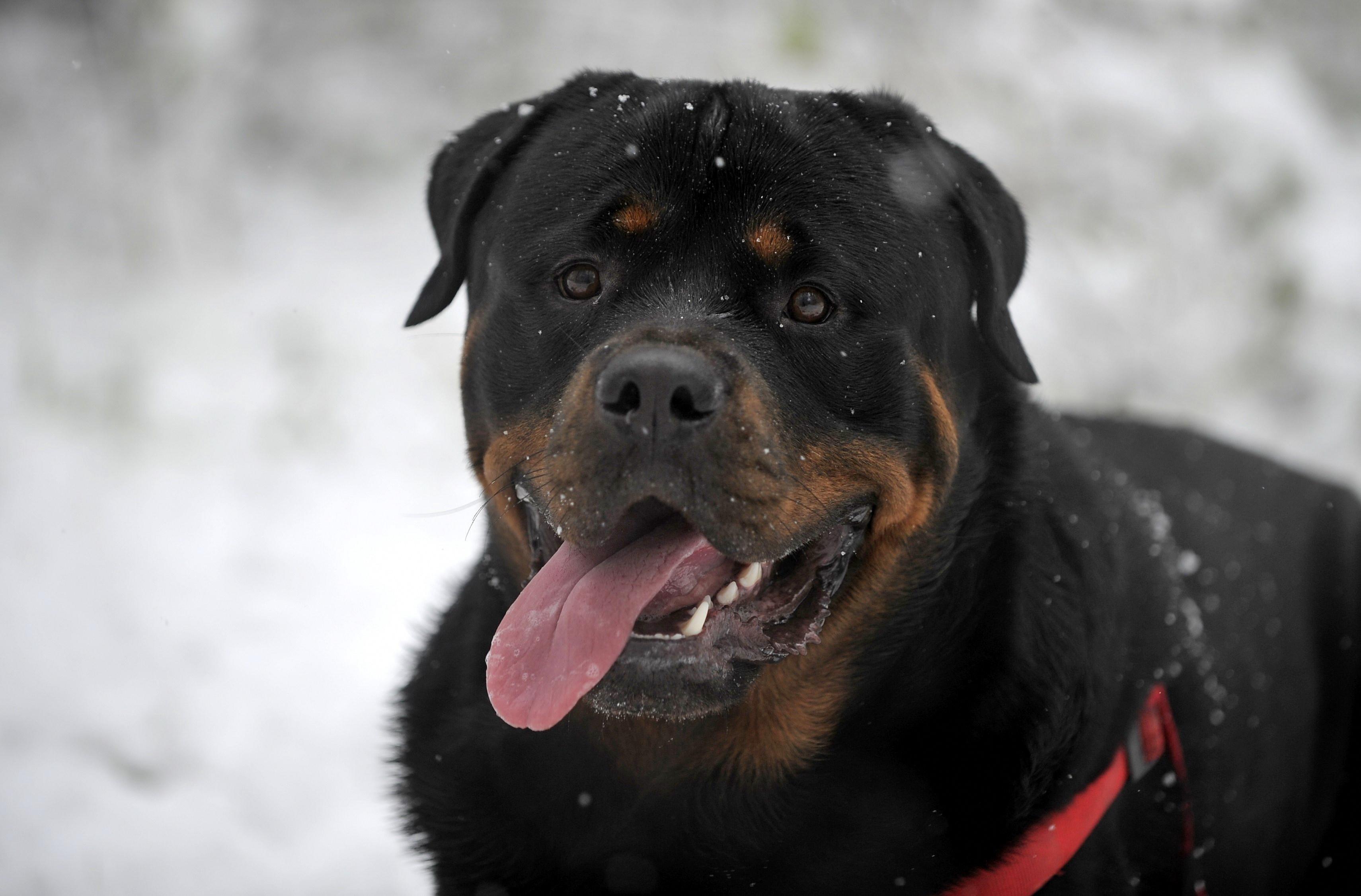 Rottweiler Dog HD Wallpaper Group , HD Wallpaper