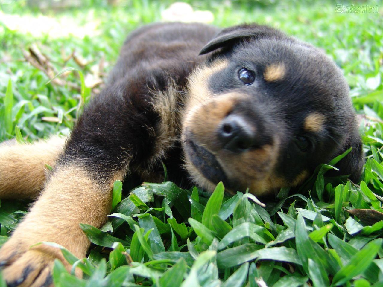 Rottweiler Wallpaper Cute and Docile