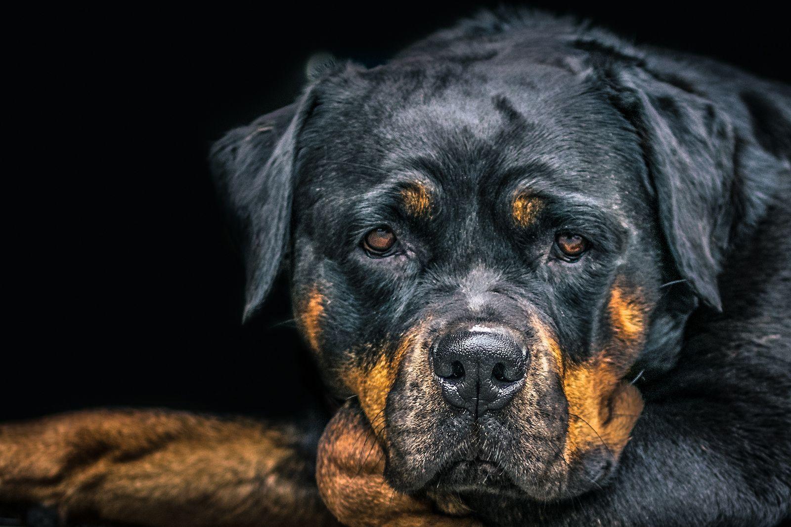 Rottweiler Dog Hd Wallpapers / This photo is about dog