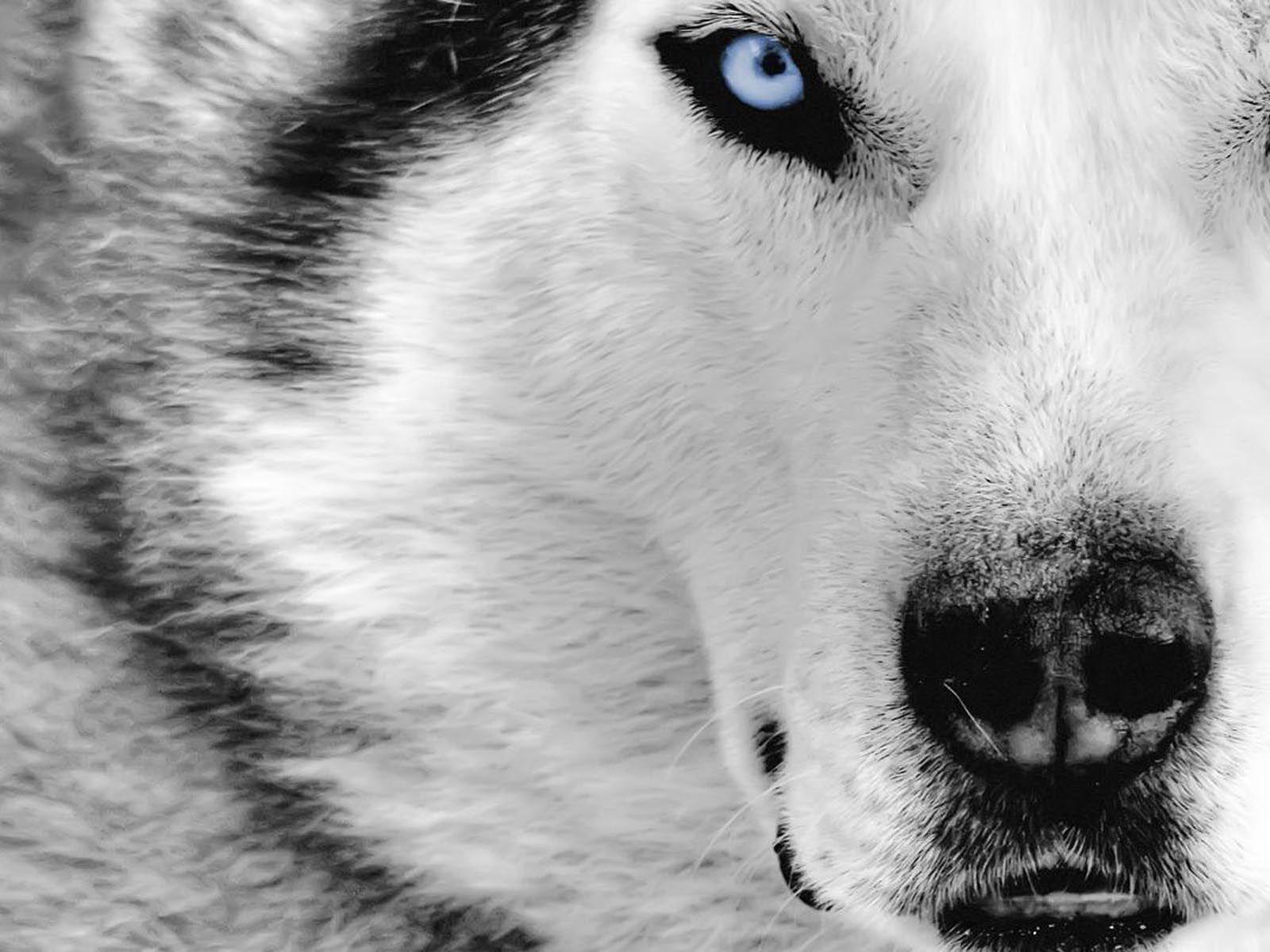 Husky Dog Wallpaper HD 80615 for Walls and Border. lol. Wolf