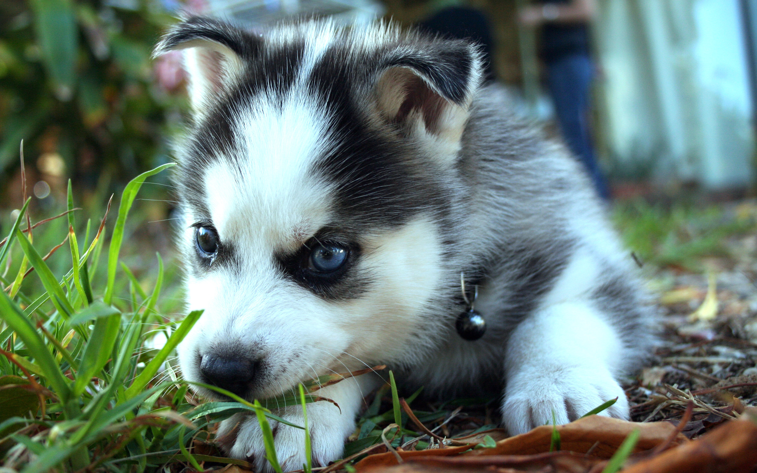 Siberian Husky Background HD