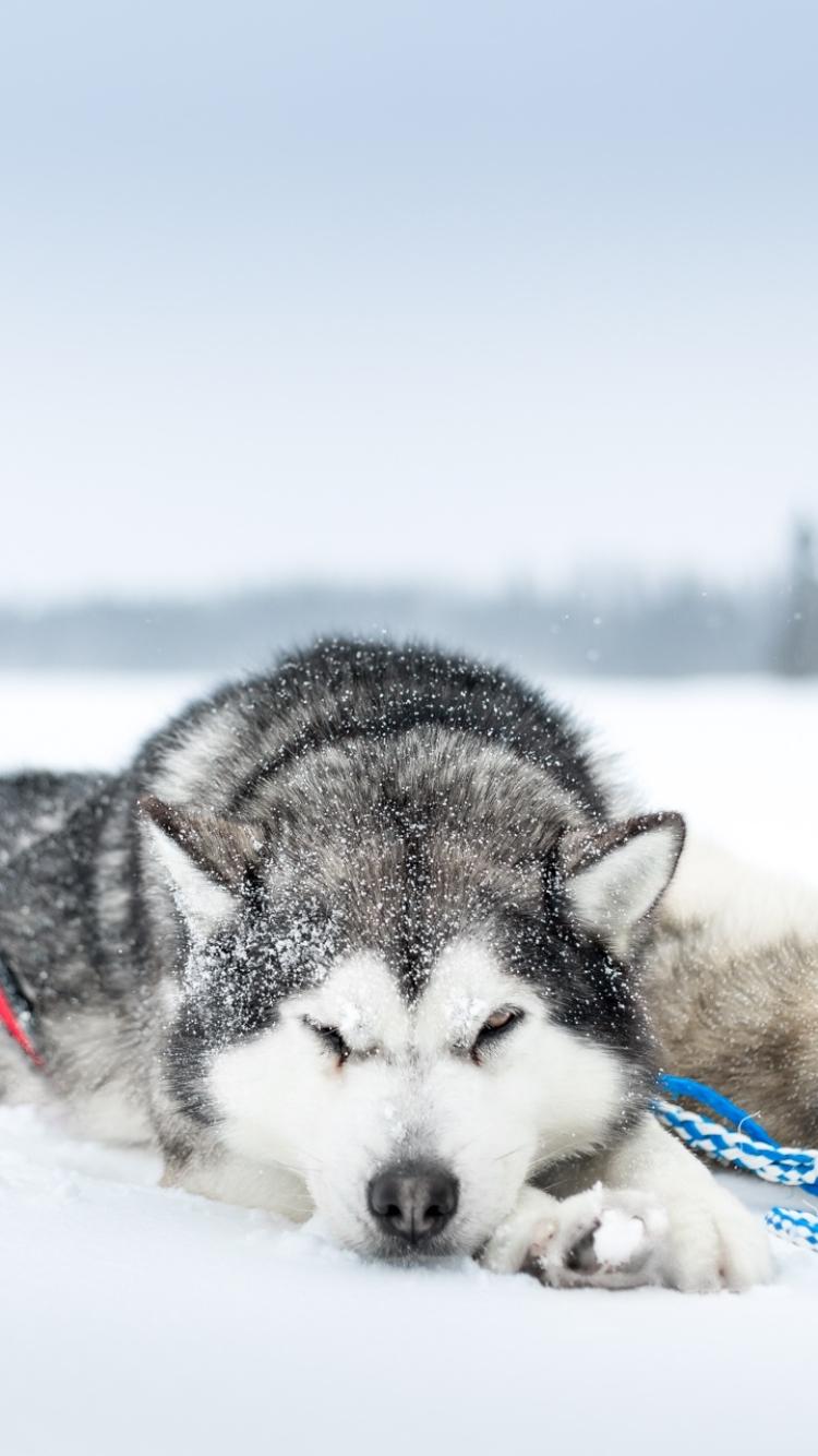 Husky iPhone Wallpaper , Find HD Wallpaper For Free