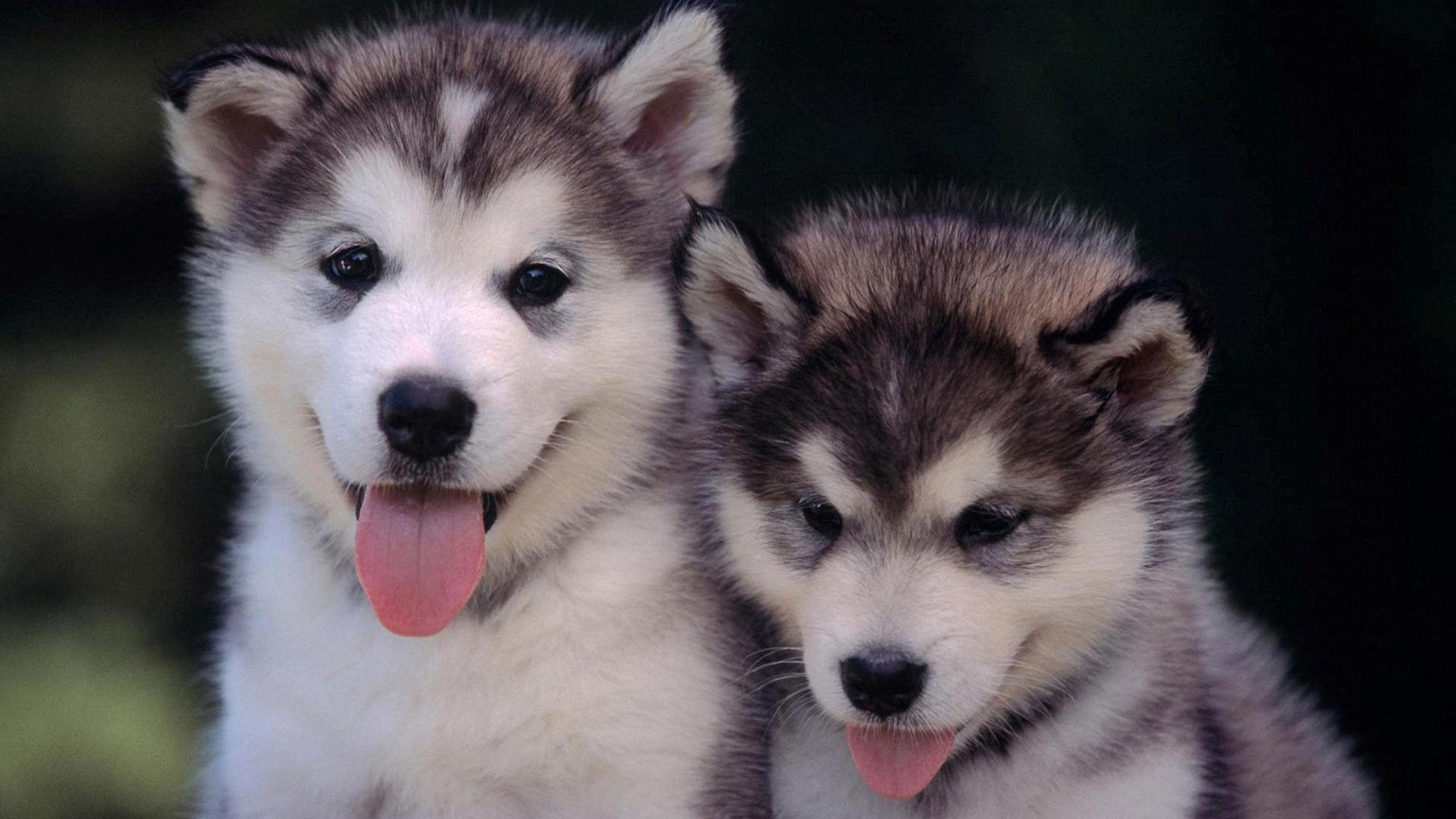 Download Free Siberian Husky Puppies Wallpaper. The Quotes Land