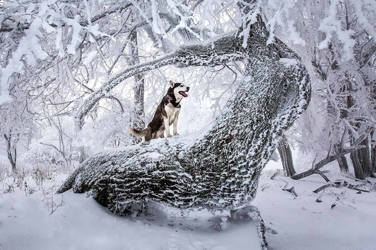 Wallpaper Husky Dogs Nature Winter Snow Trunk tree Animals