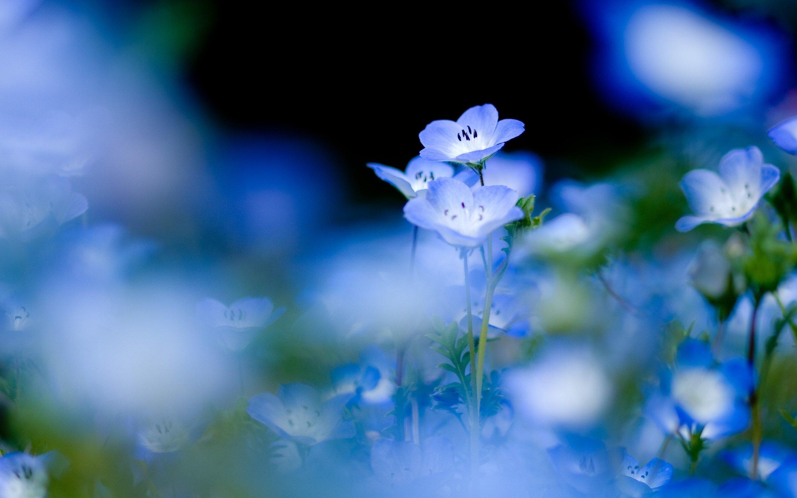 Blue Flowers Wallpapers - Wallpaper Cave