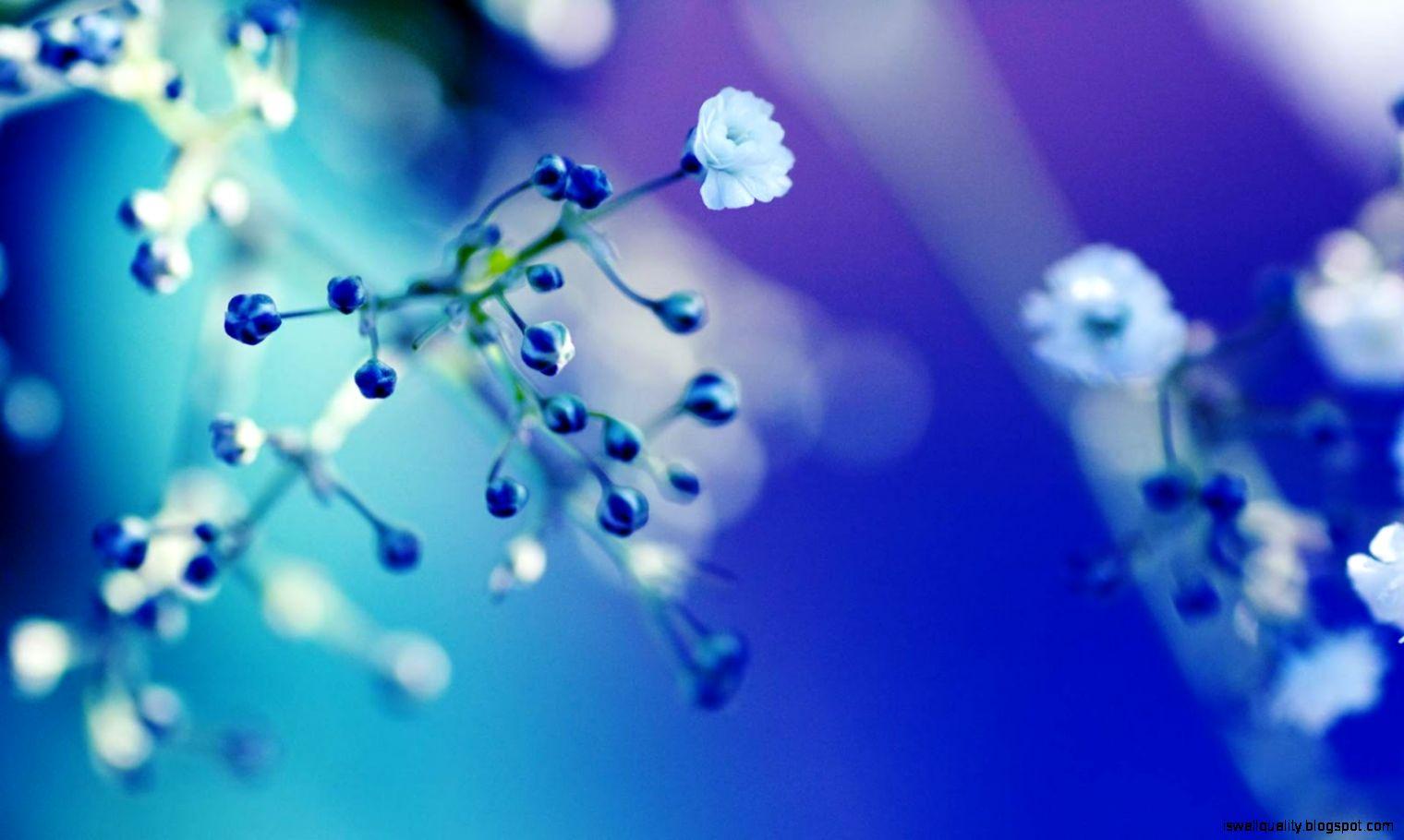 Blue Flowers Wallpaper HD