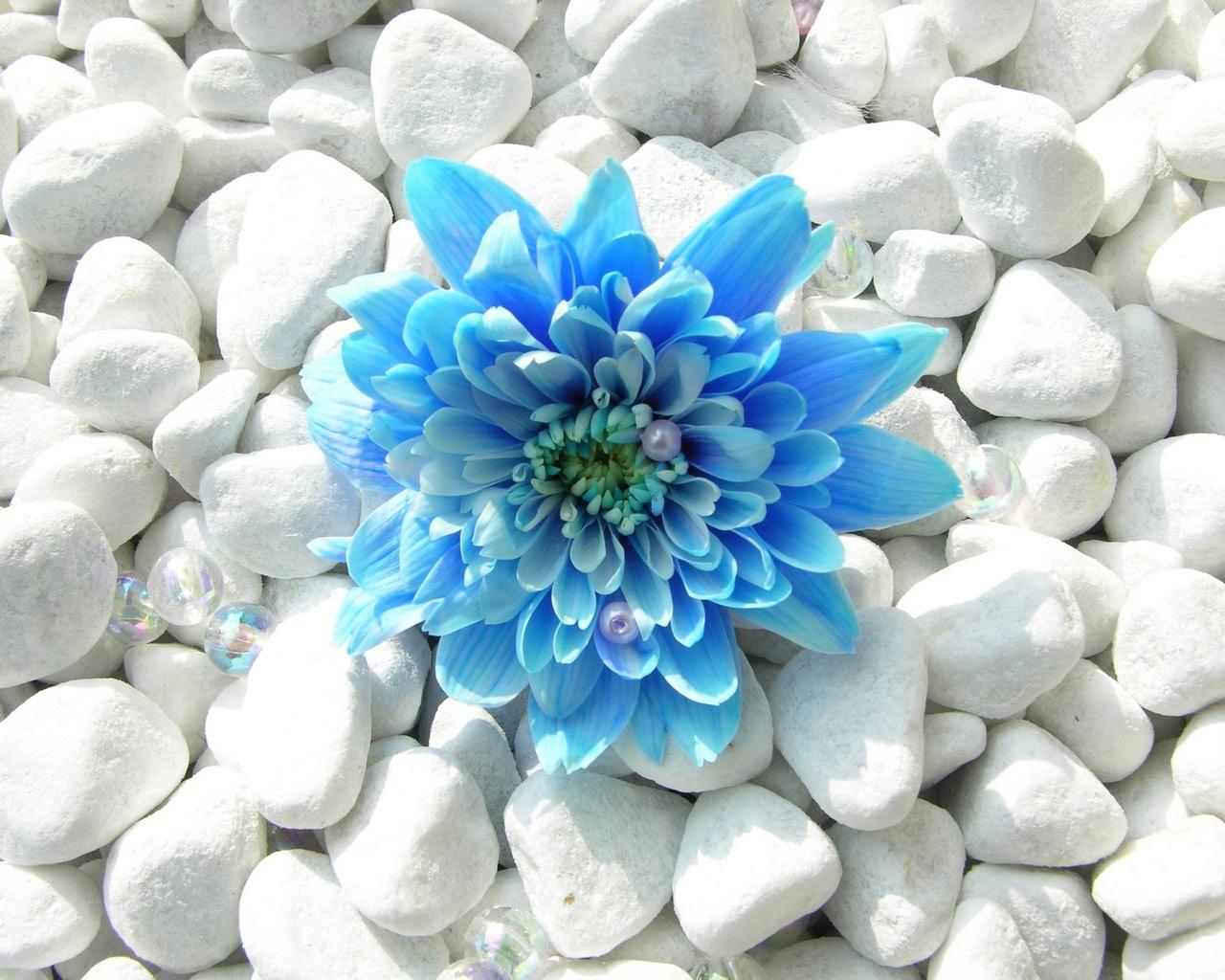 Blue Flower Wallpaper in jpg format for free download