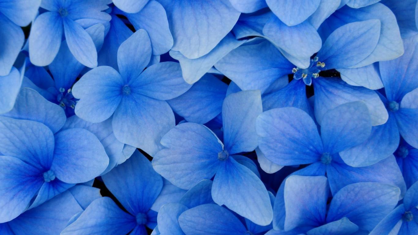 nature blue blue background flowers petals flower petals blue