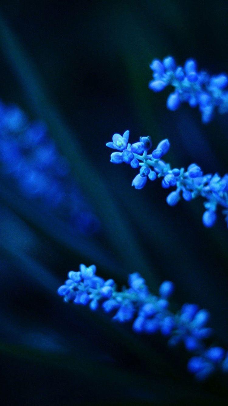 Flower Wallpaper For iPhone 6 194. Flowers. Blue