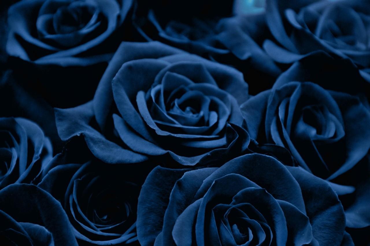 Blue Flowers Wallpaper Hd Iphone - GAMBAR BUNGA