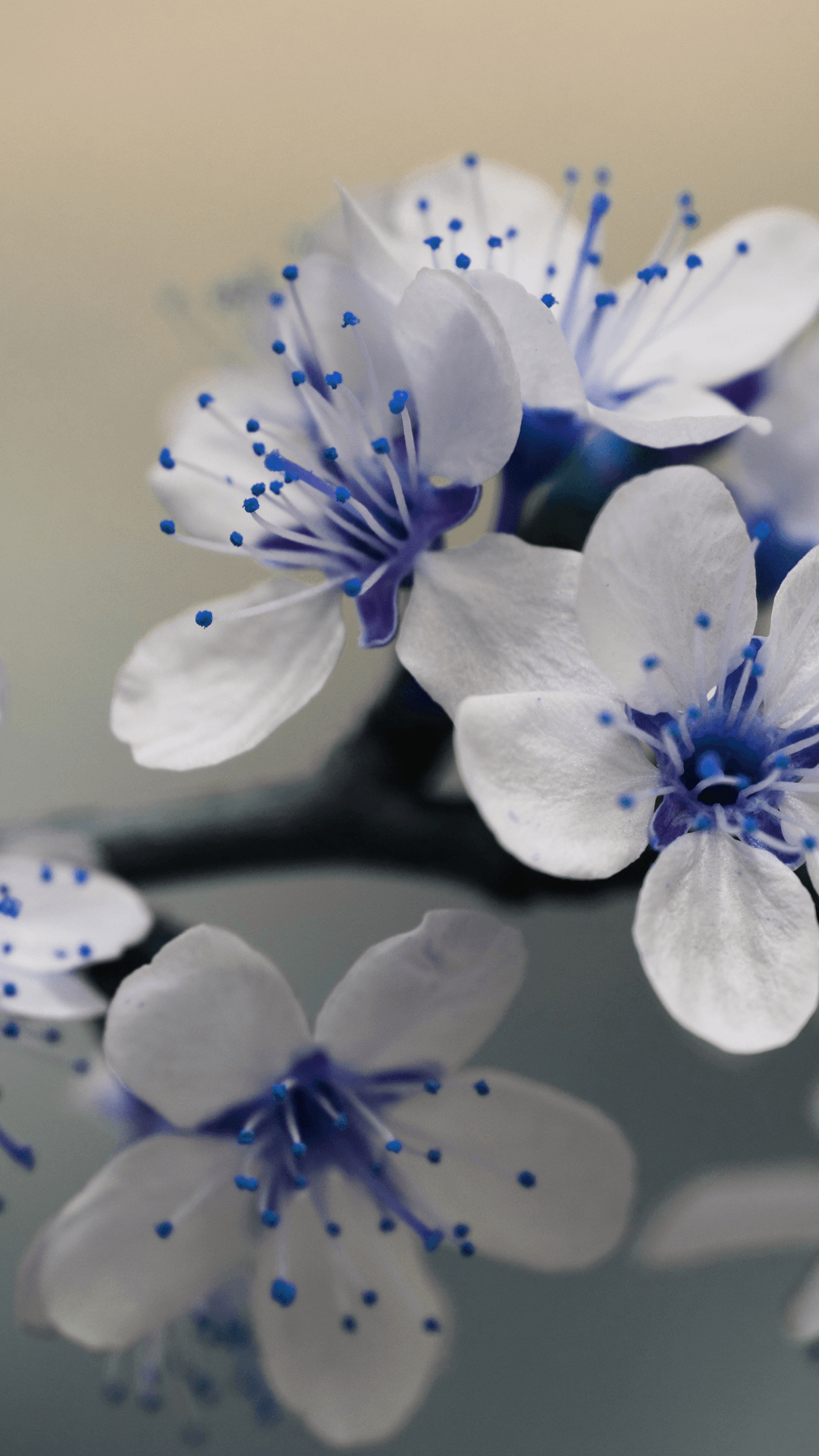 Free HD Beautiful Blue Flowers iPhone Wallpaper For Download .0314