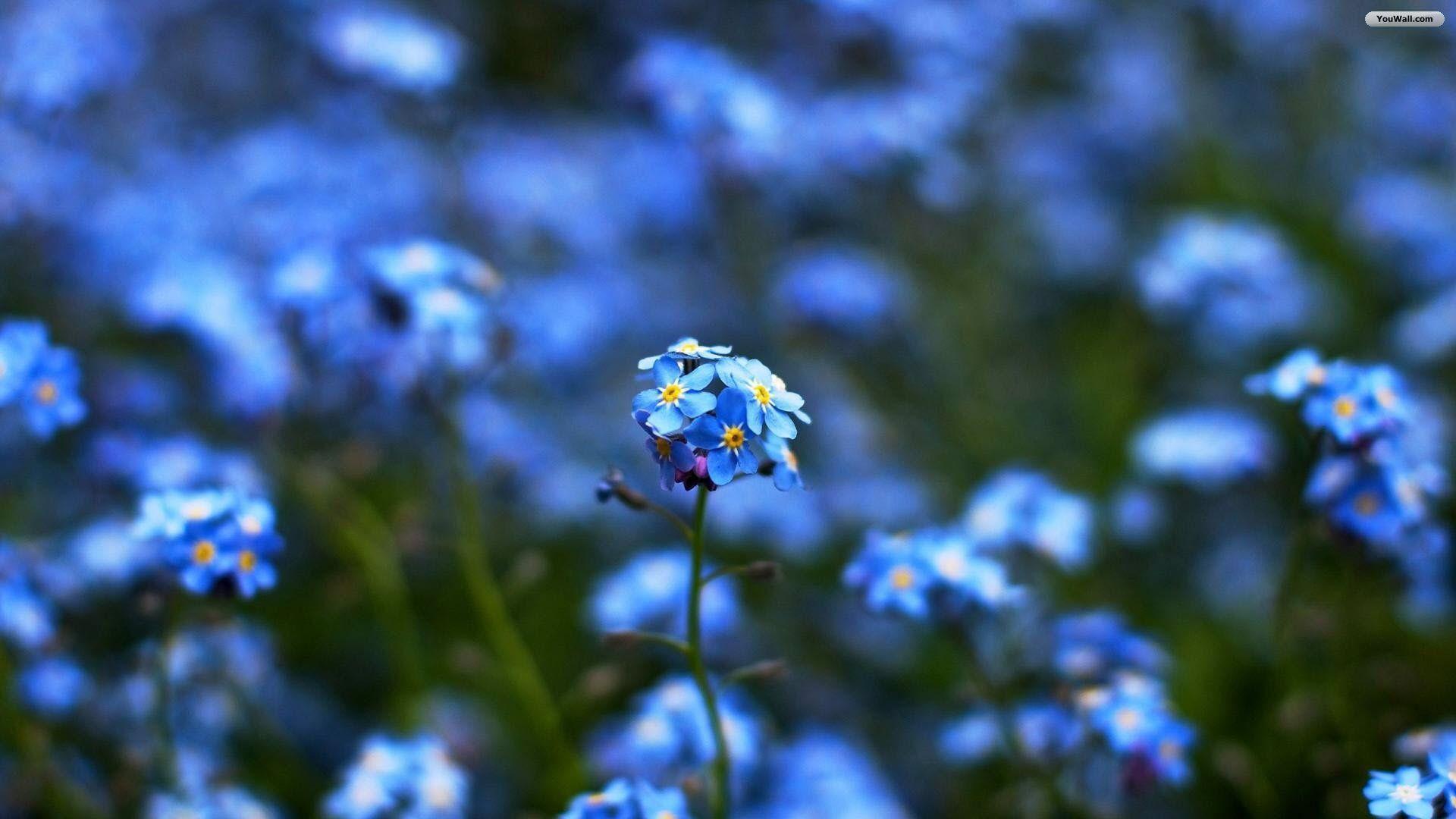 Blue Flowers Wallpaper HD Background