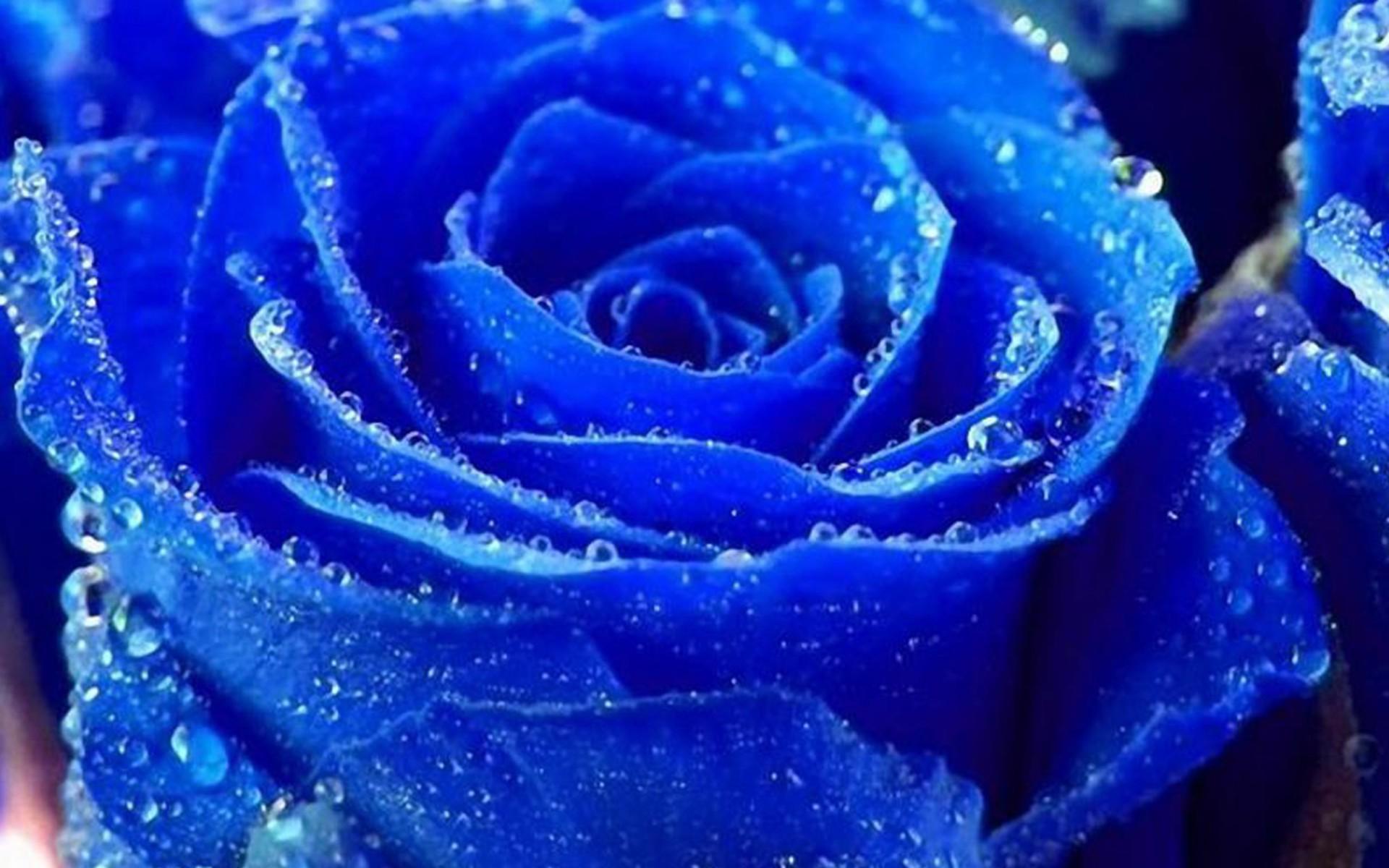 Blue Roses Wallpaper, High Definition, High Quality