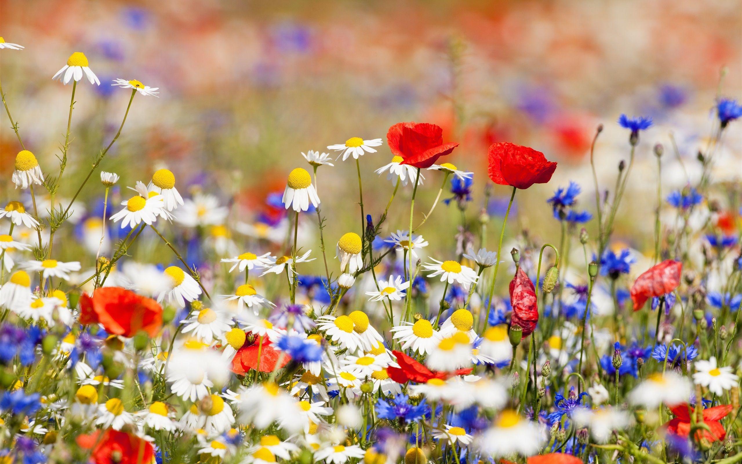 Red White and Blue Flowers Wallpapers