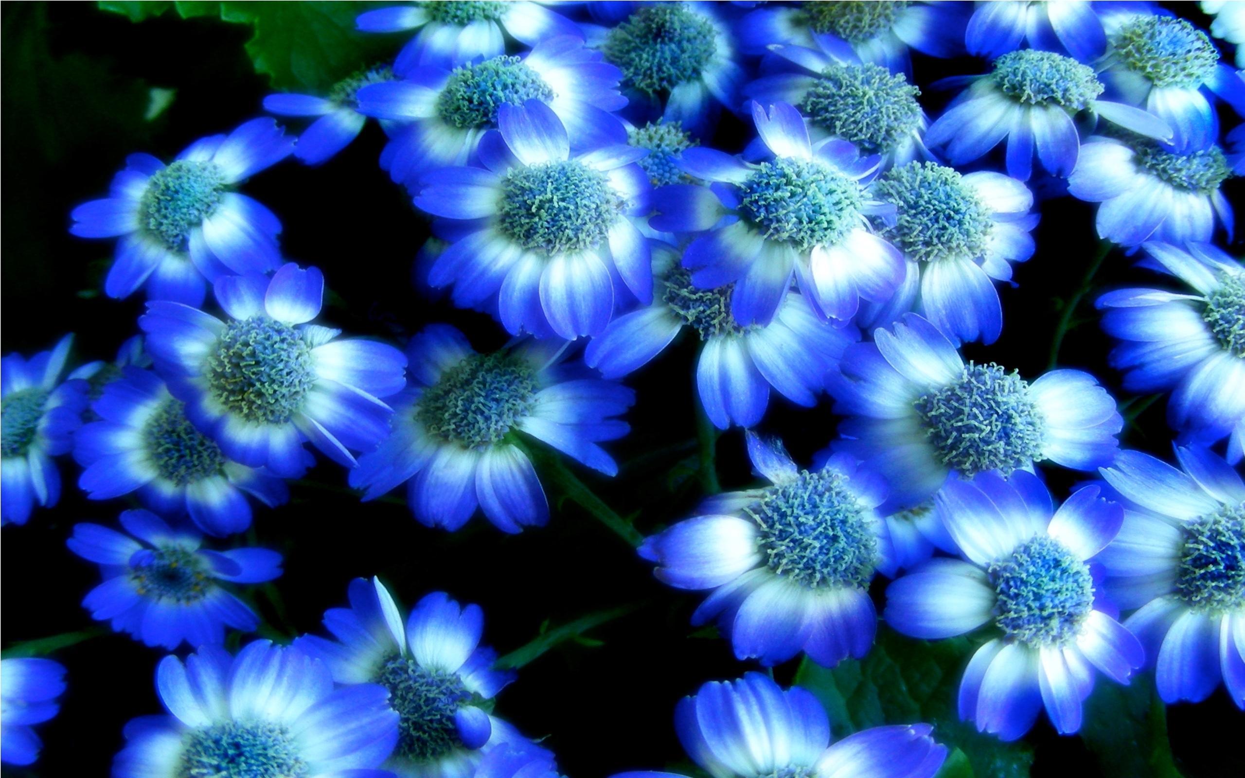 Blue Flowers Background Beautiful Flower Wallpaper Lotus Flowers