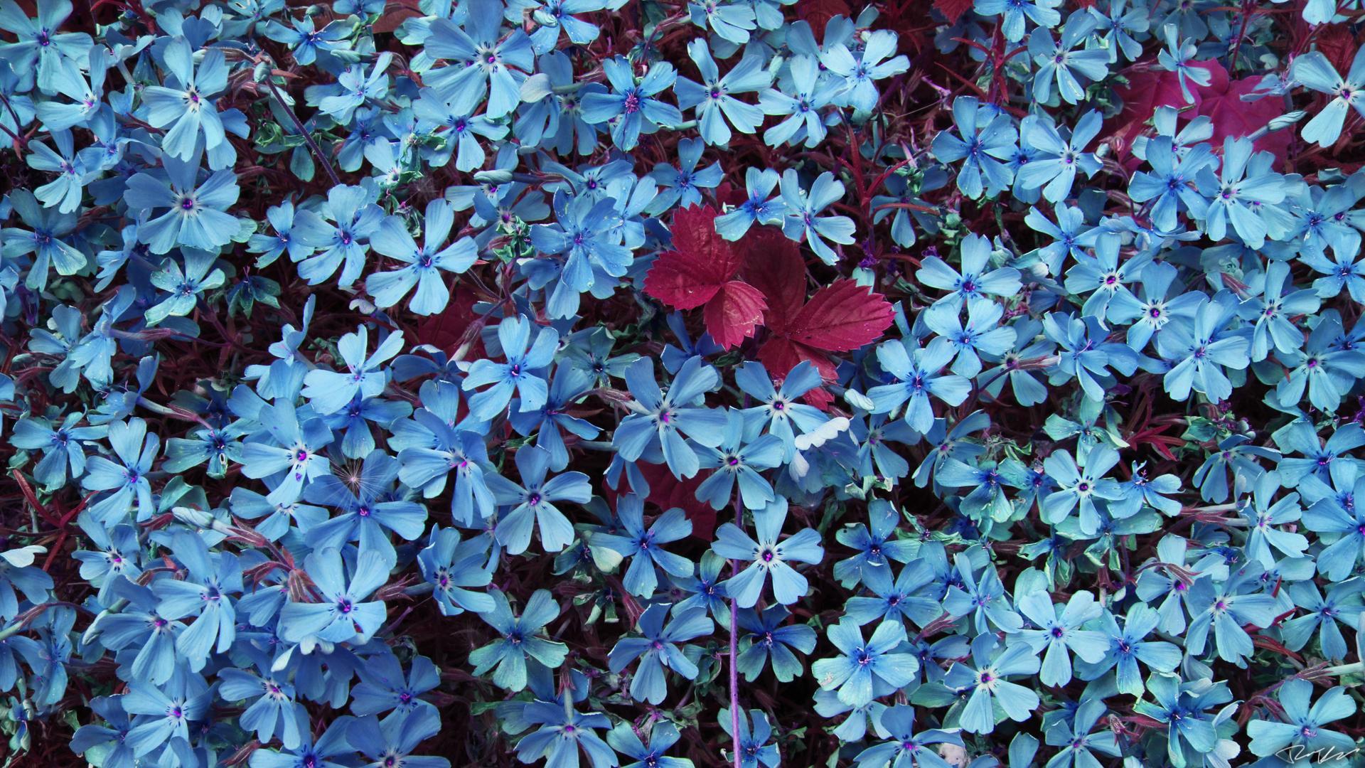 Blue Flowers HD Wallpaper free