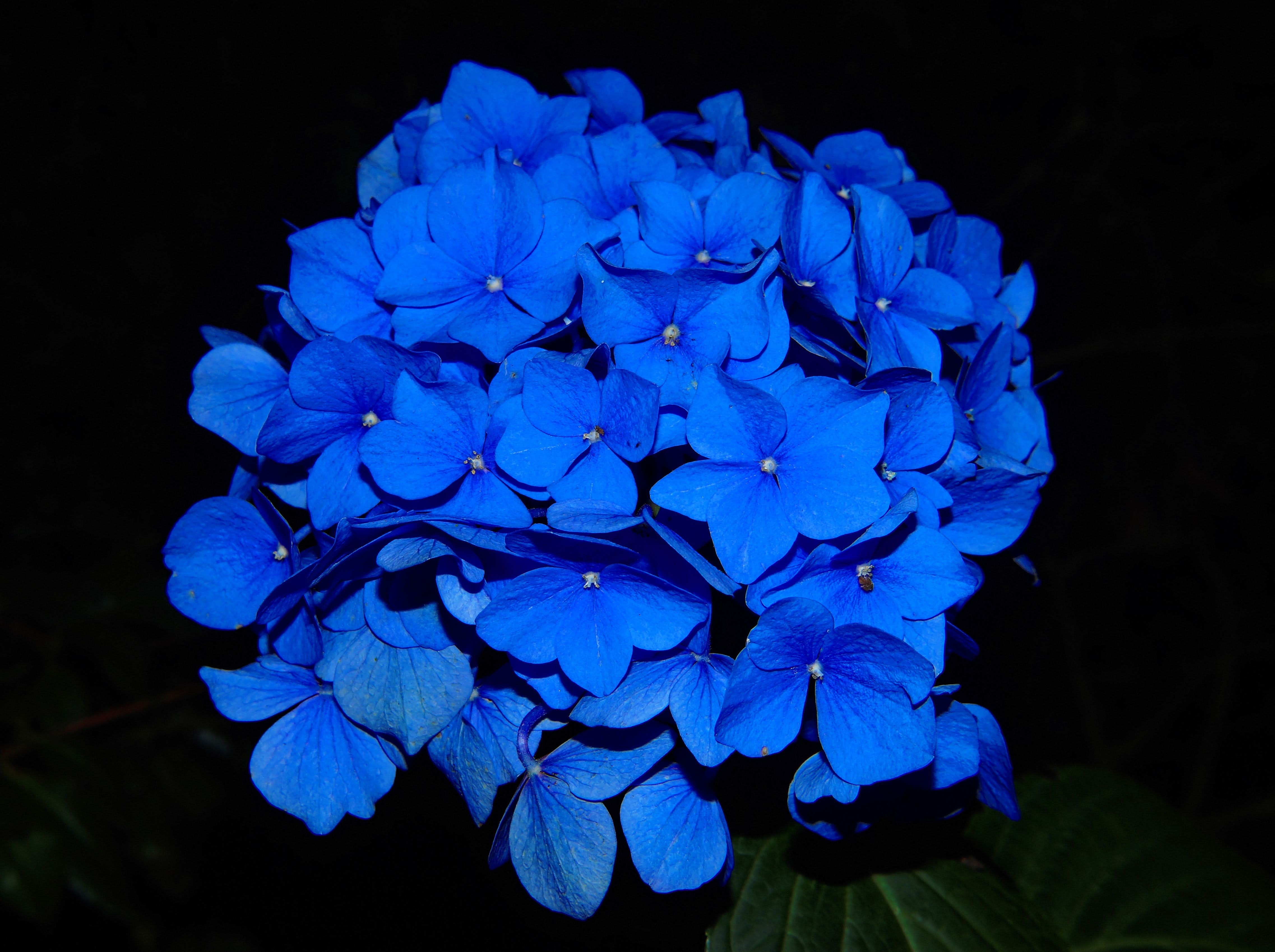 Great Blue Flowers Photo