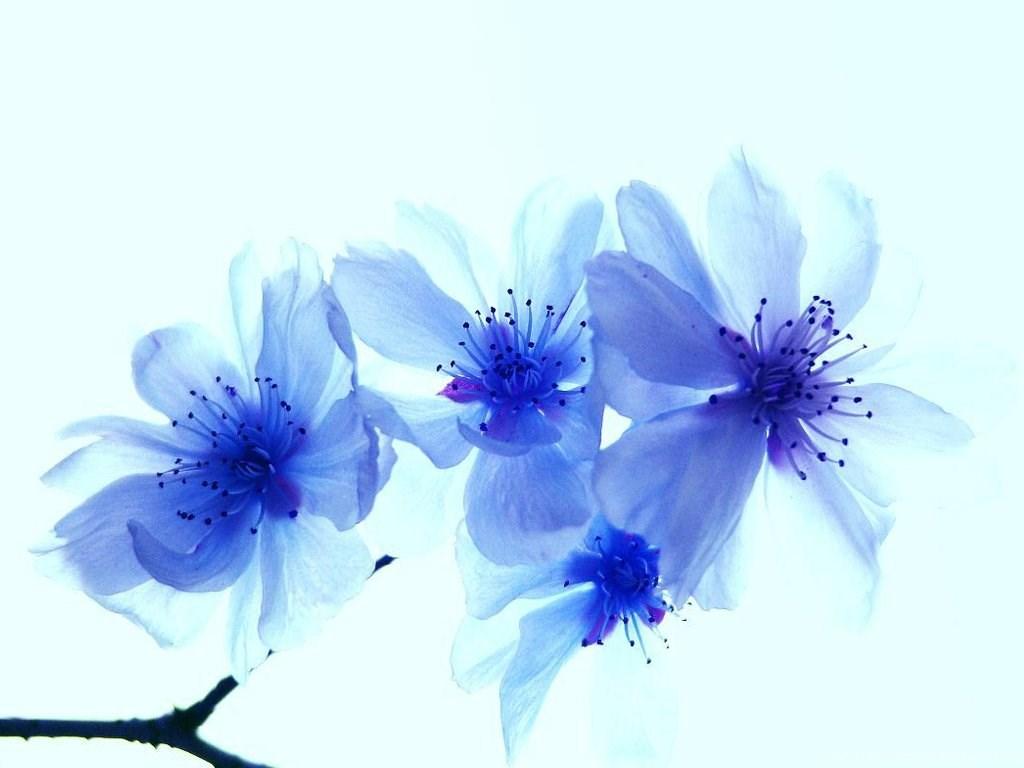Blue Flowers Image And Wallpaper Download Desktop Background