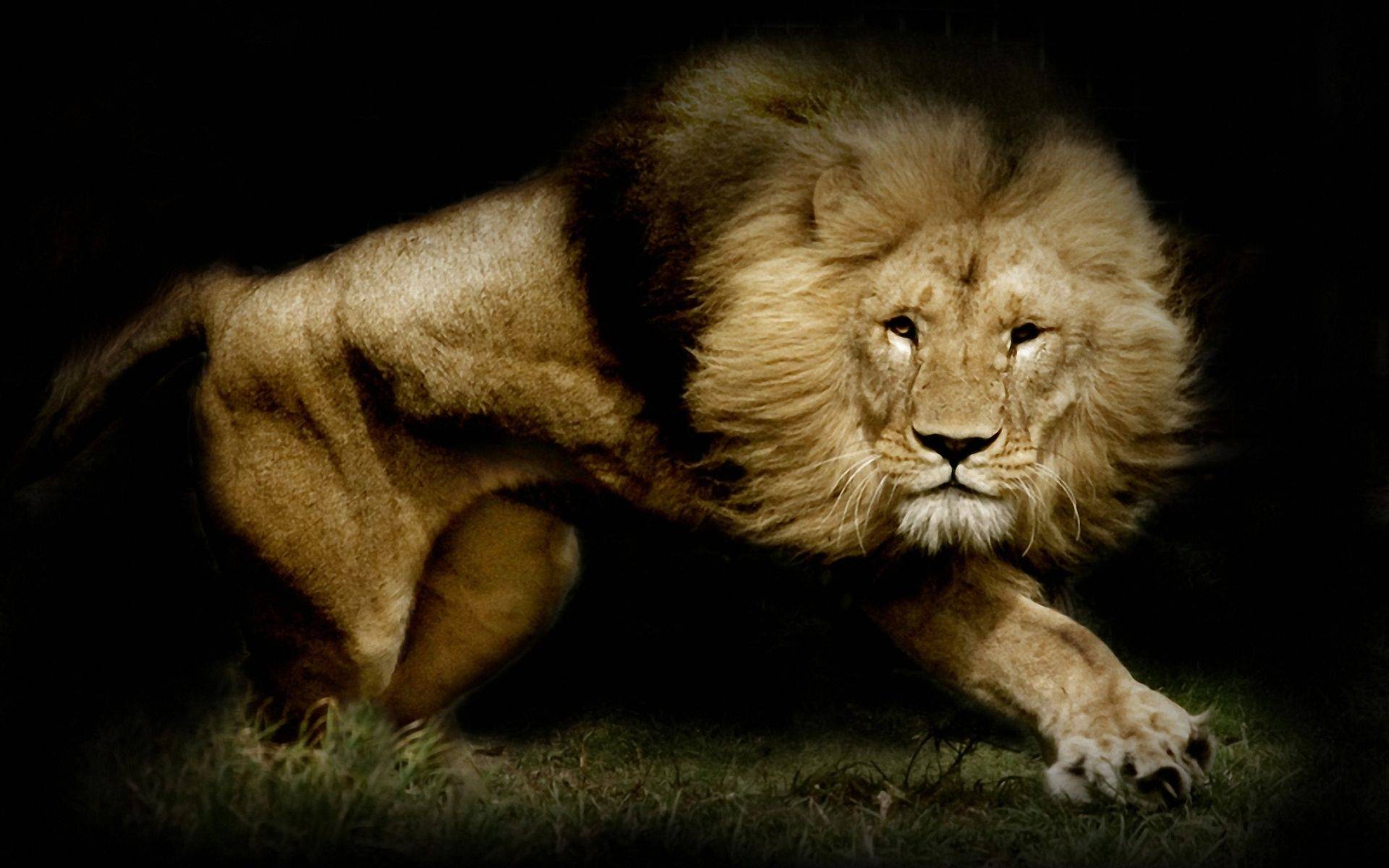 Cool Lion Wallpaper Free Cool Lion Background