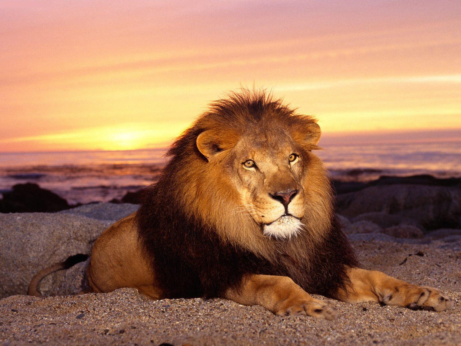 HD Lion Picture Lions Wallpaper