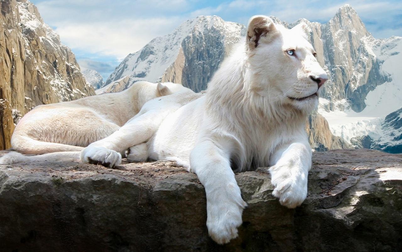 White Lions wallpaper. White Lions