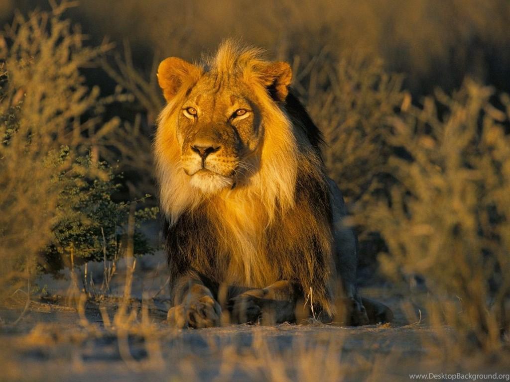 HD Lion Picture Lions Wallpaper HD Animal Wallpaper Desktop