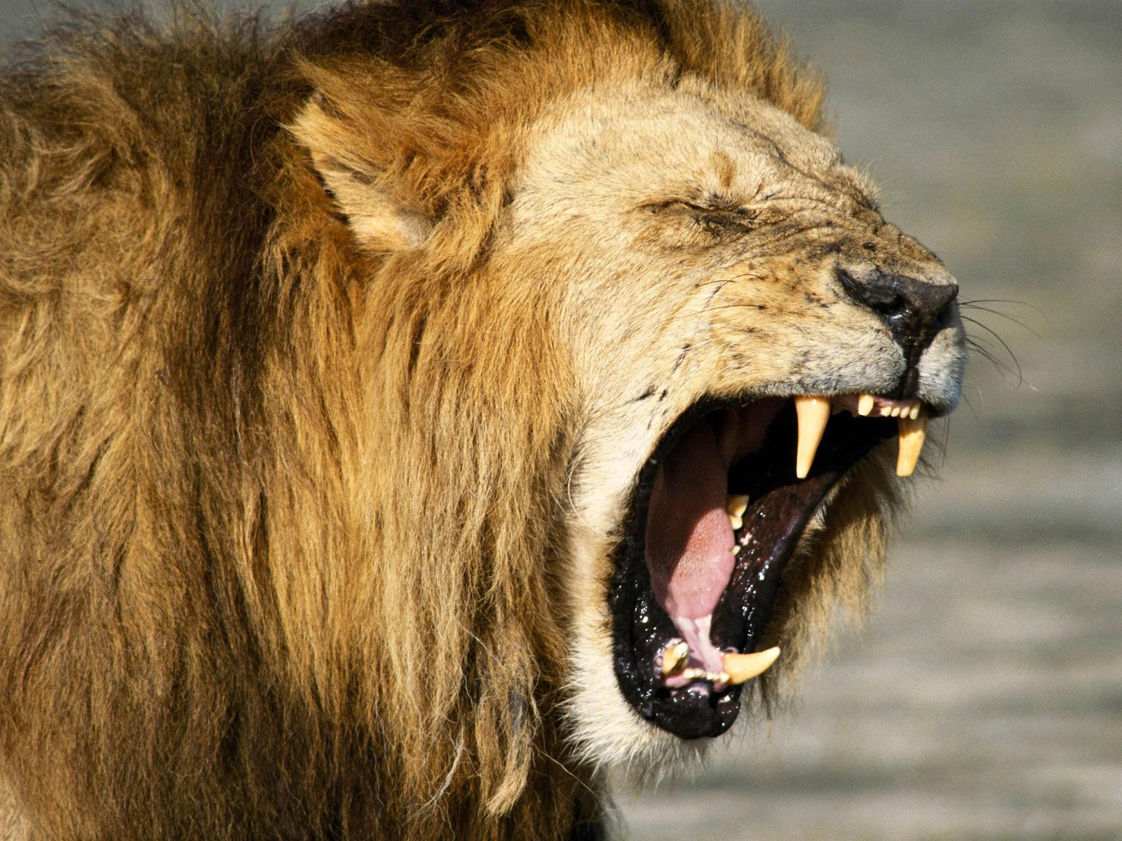 HD Lion Picture Lions Wallpaper