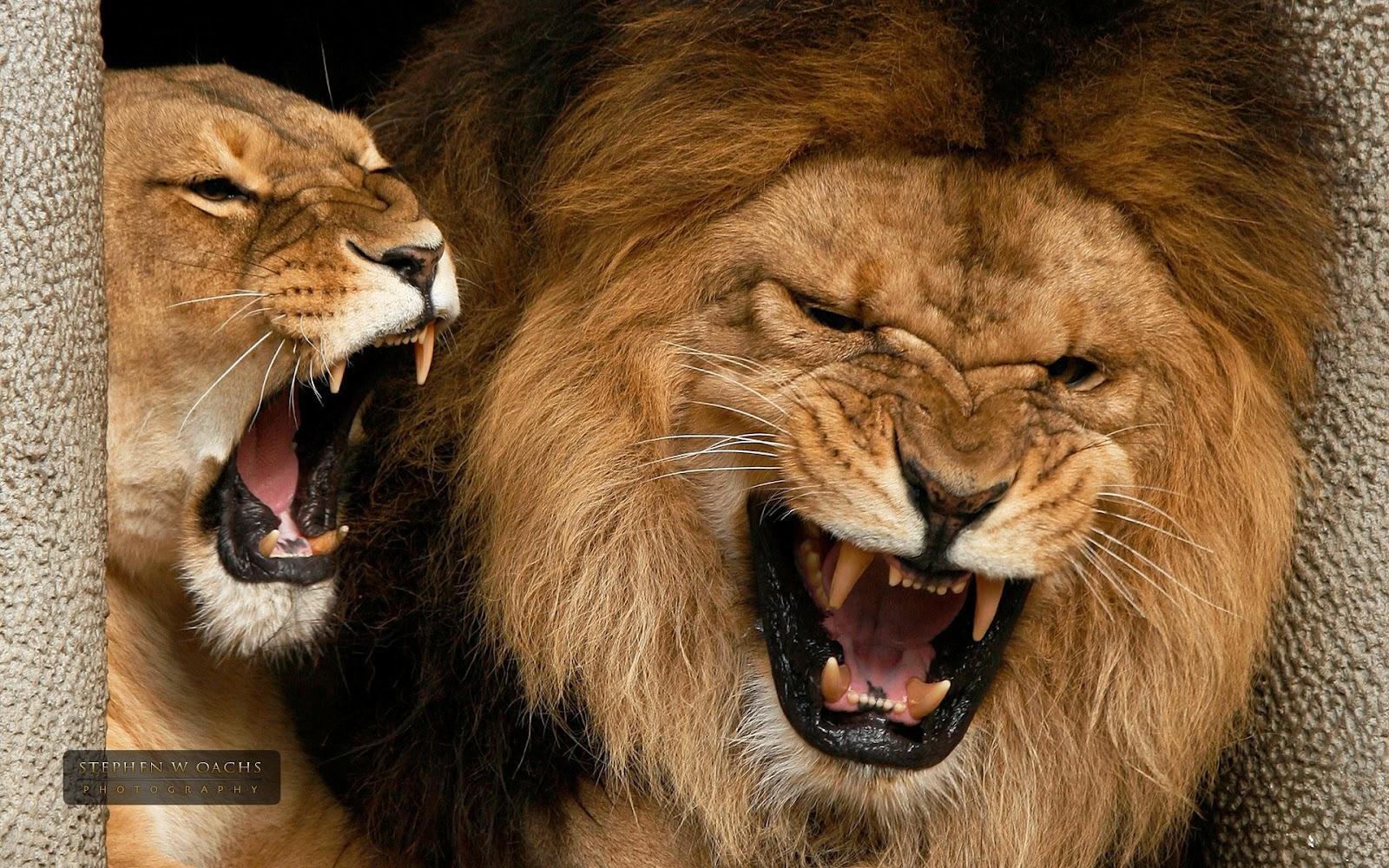 Wild Lions Picture Lions Wallpaper Picture Of Lions HD Lion