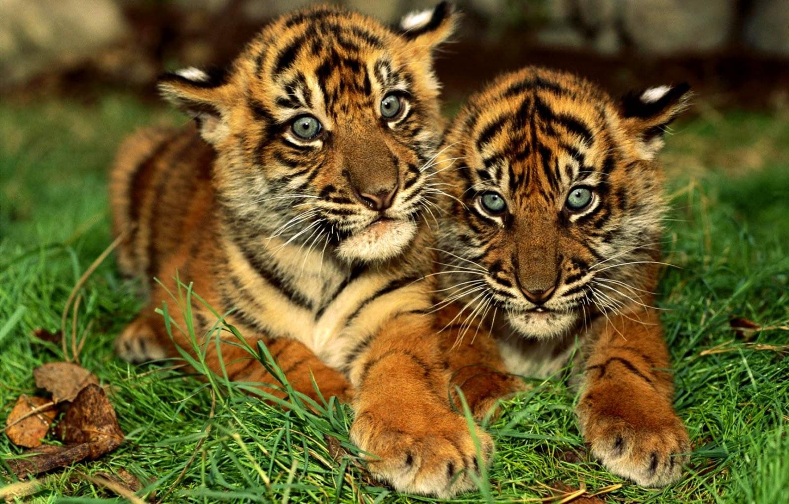 Baby Tiger Wallpaper