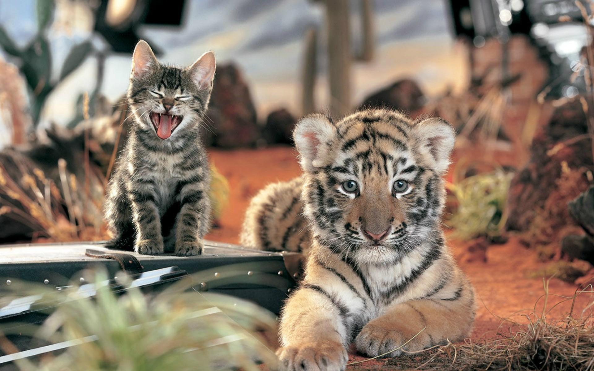 cat, #animals, #baby animals, #tiger, wallpaper