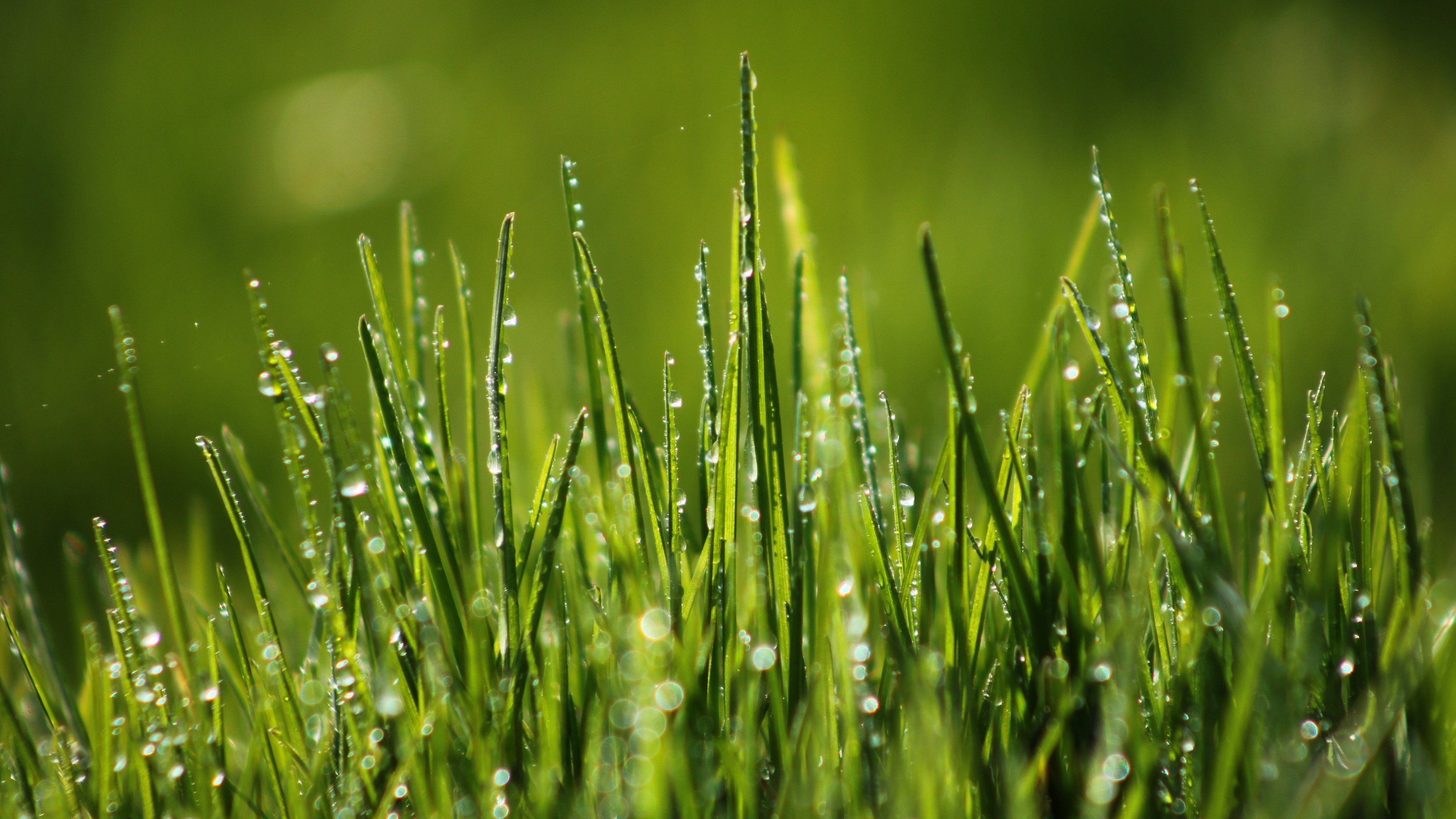 Wallpaper Green grass, 4k, HD wallpaper, 8k, field, dew, Nature