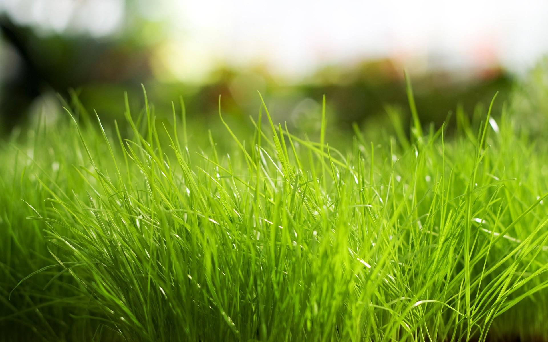 Daily Wallpaper: Fresh Grass. I Like To Waste My Time