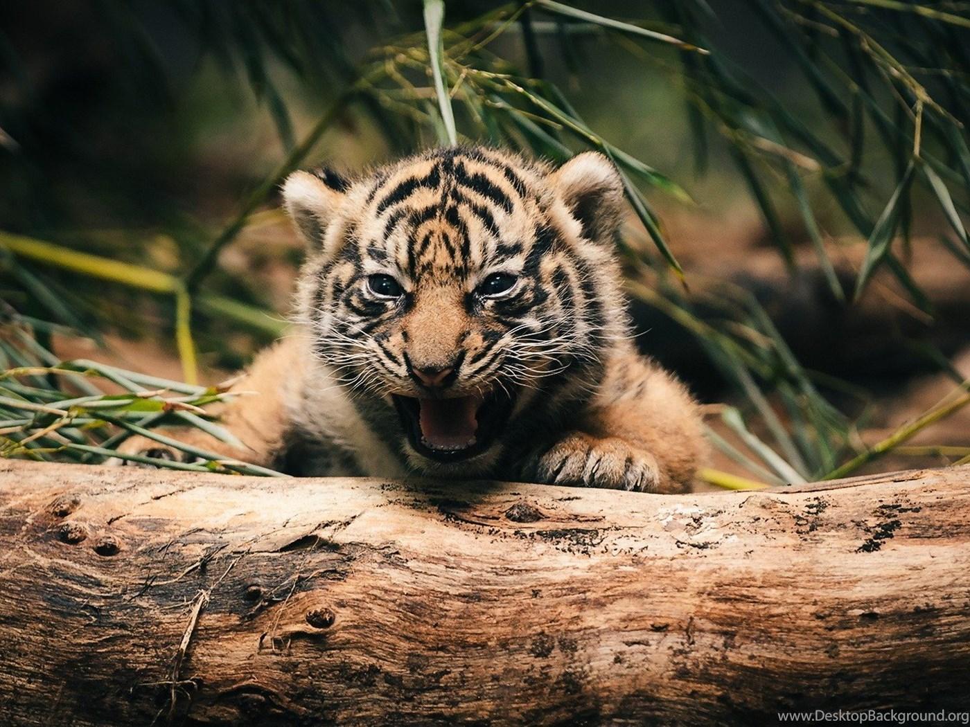 White Tiger | Cute Baby White Tiger | Baby Tiger | Bengal White Tiger  Wallpaper Download | MobCup